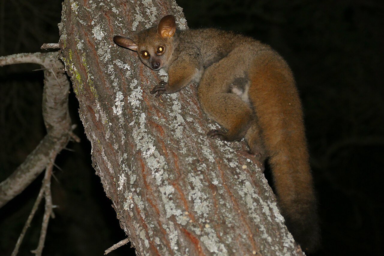 Familiar Kruger Nighttime Favourite Bushbabies Now Listed as Near Threatened