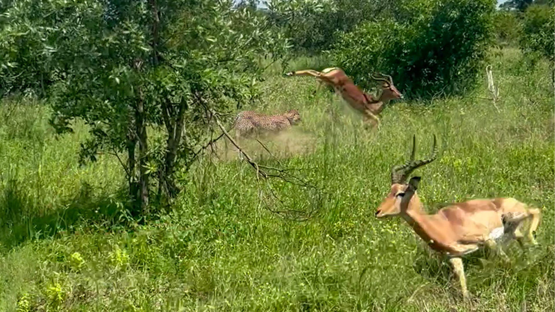 Buck Make an Incredible Escape While Being Hunted by a Leopard