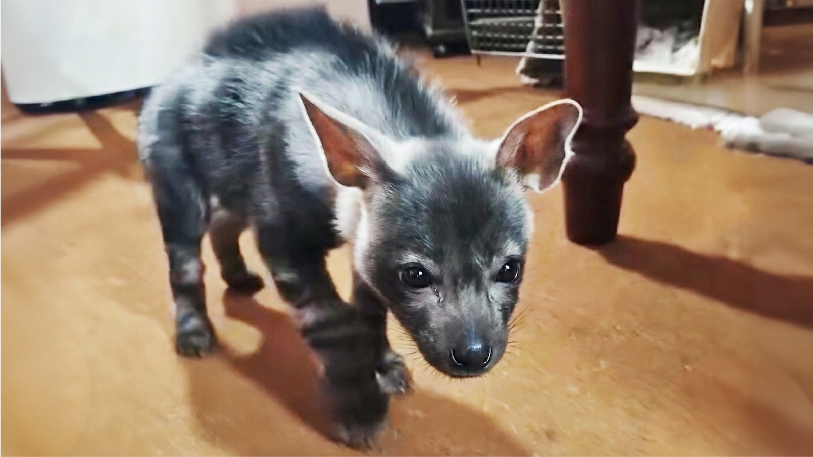 Hyena Cub Found Freezing Alone Now Has a Second Chance at Life