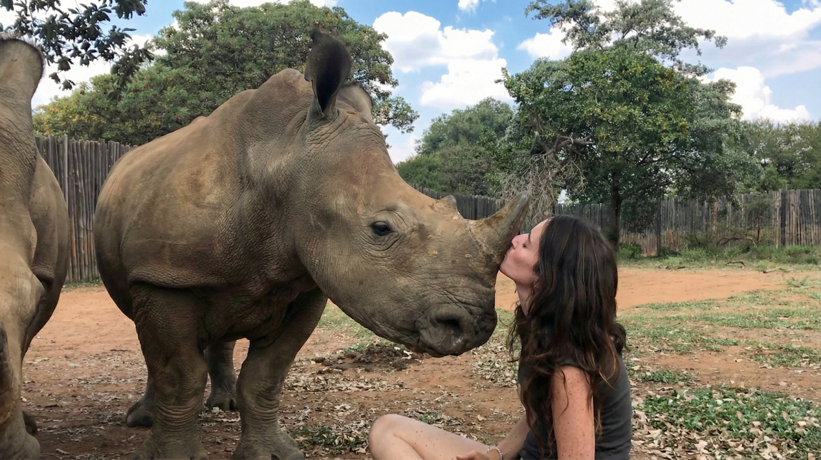 Orphaned Baby Rhinos Choose Their Rescuer As Mom After Losing Everything