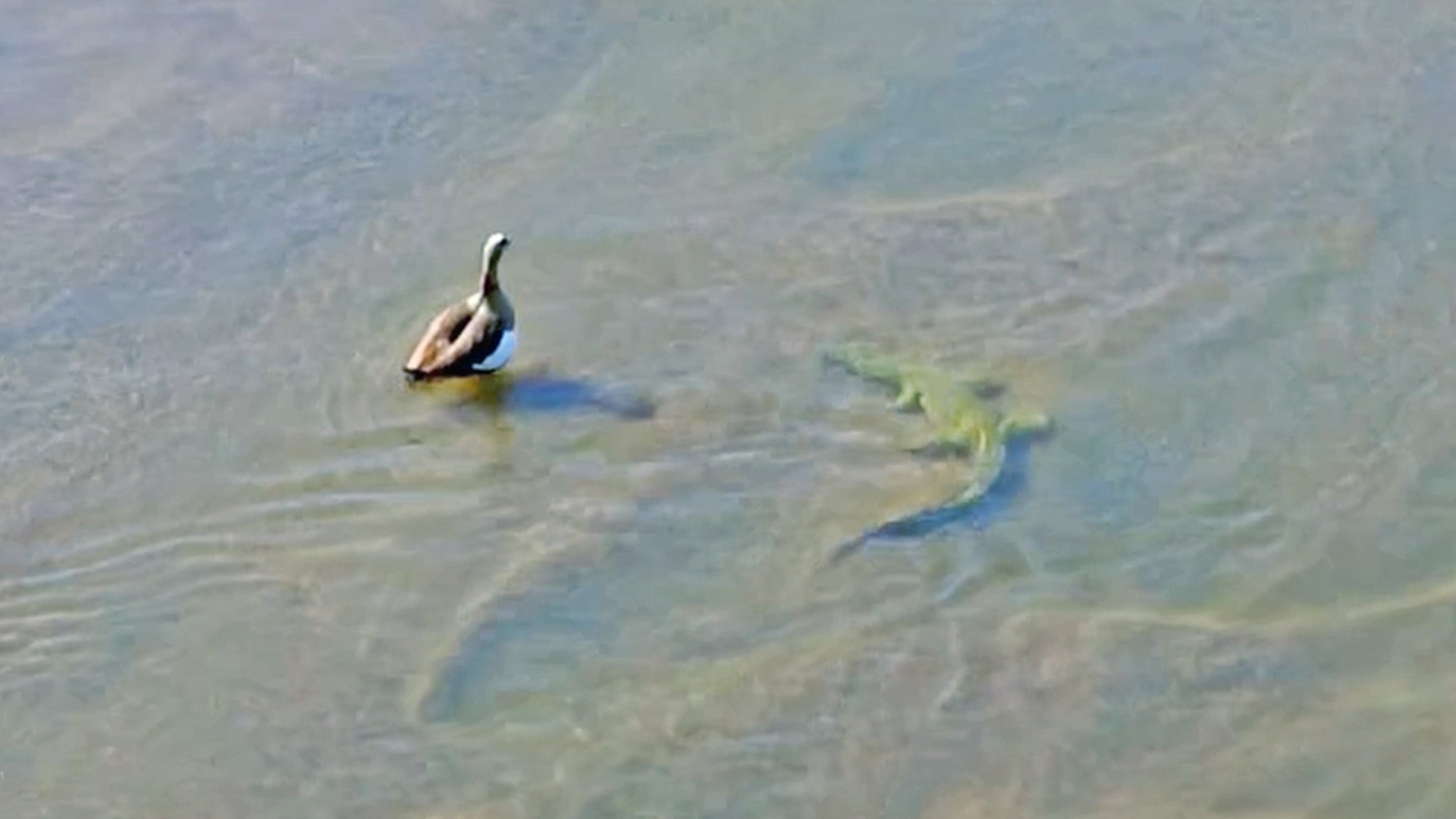 Crocodile Hunts Goose Underwater