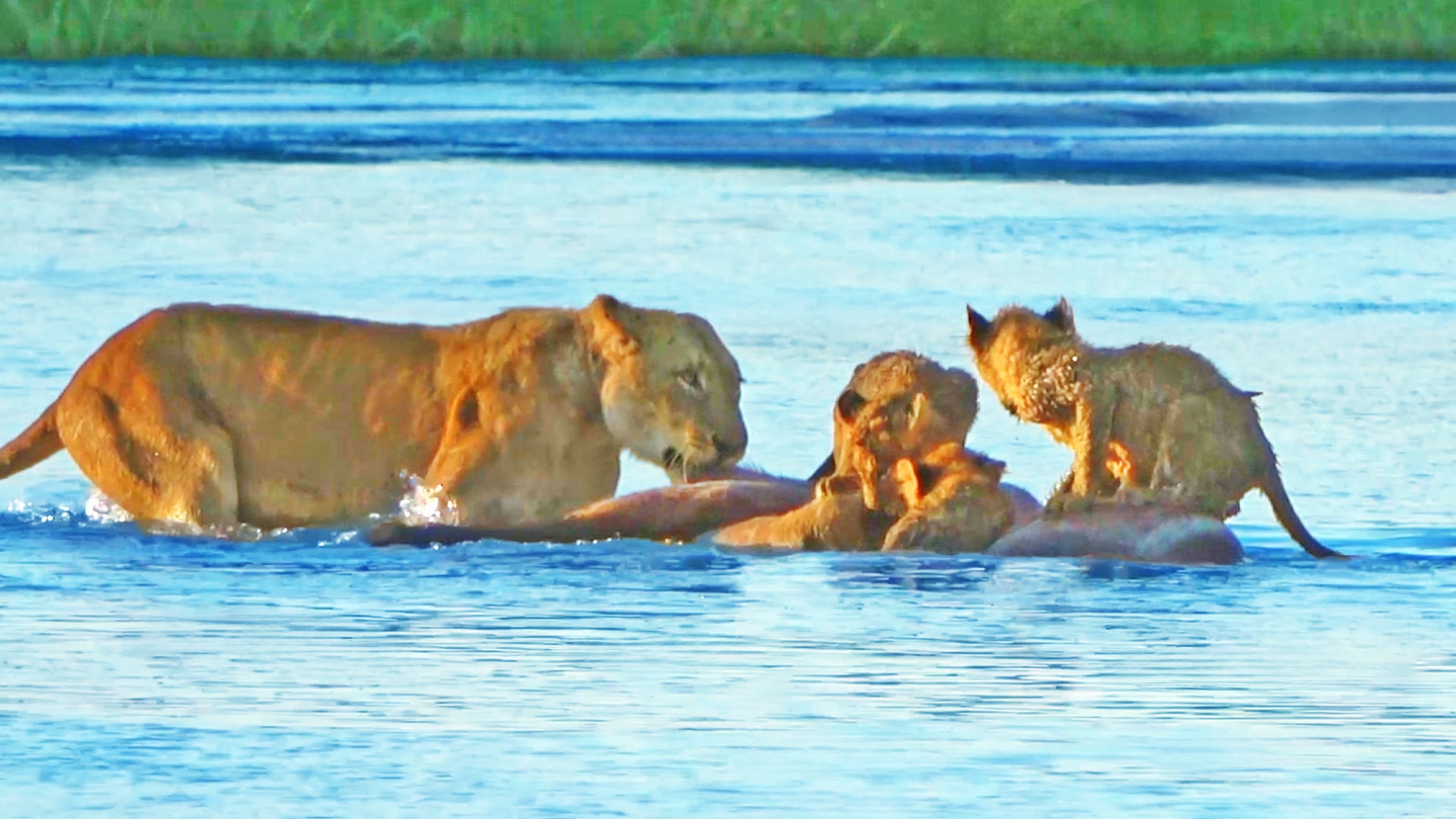 Lion Cubs Use Buck as Raft Pulled By Their Mother