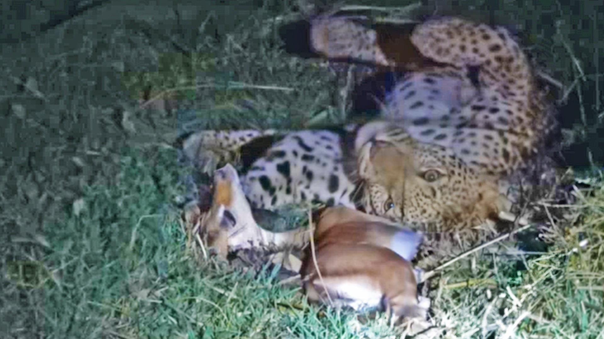 Paralysed Buck Tries Escaping From Leopard