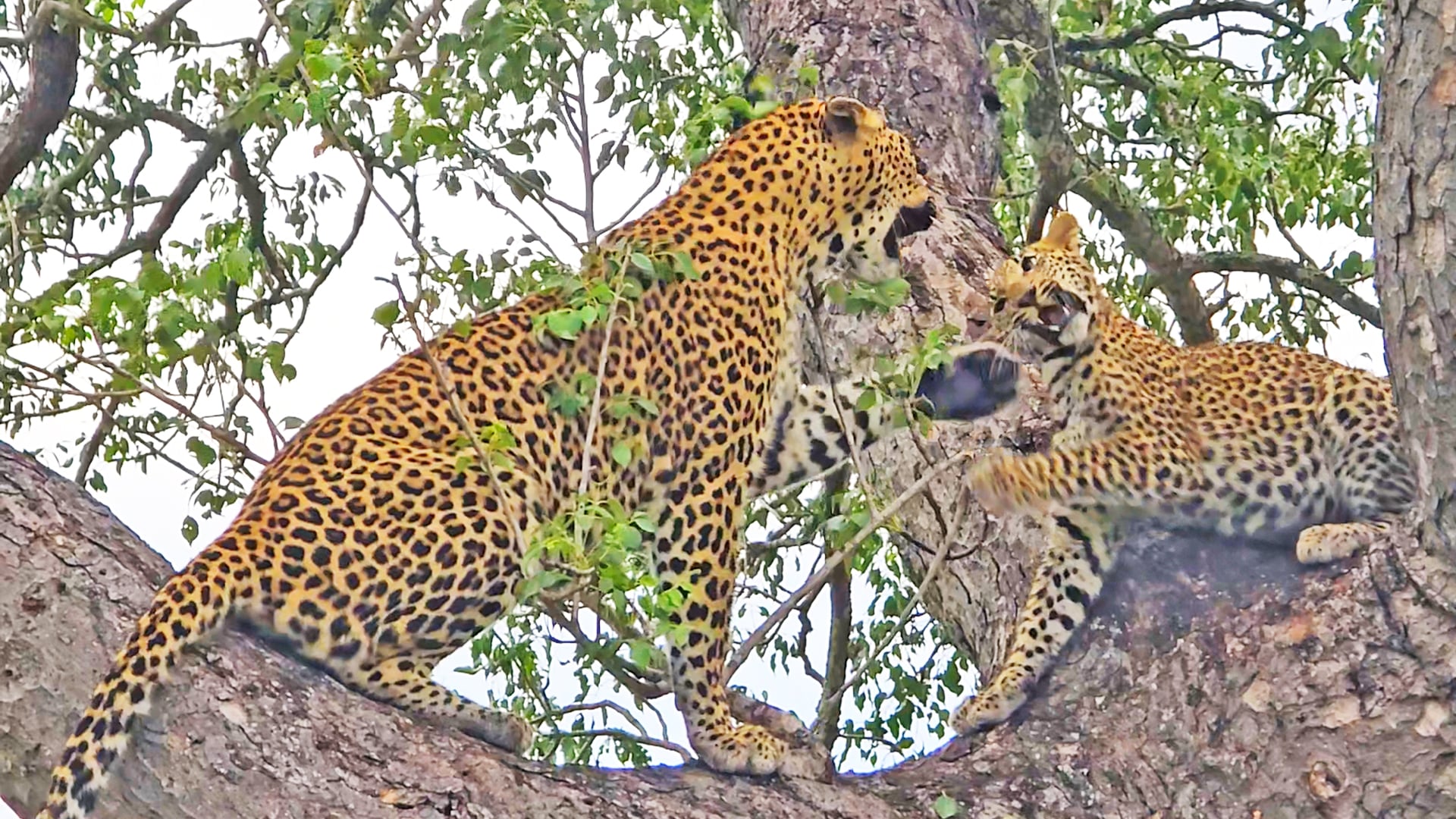 This Leopard Cub Refuses to Leave Mom Alone