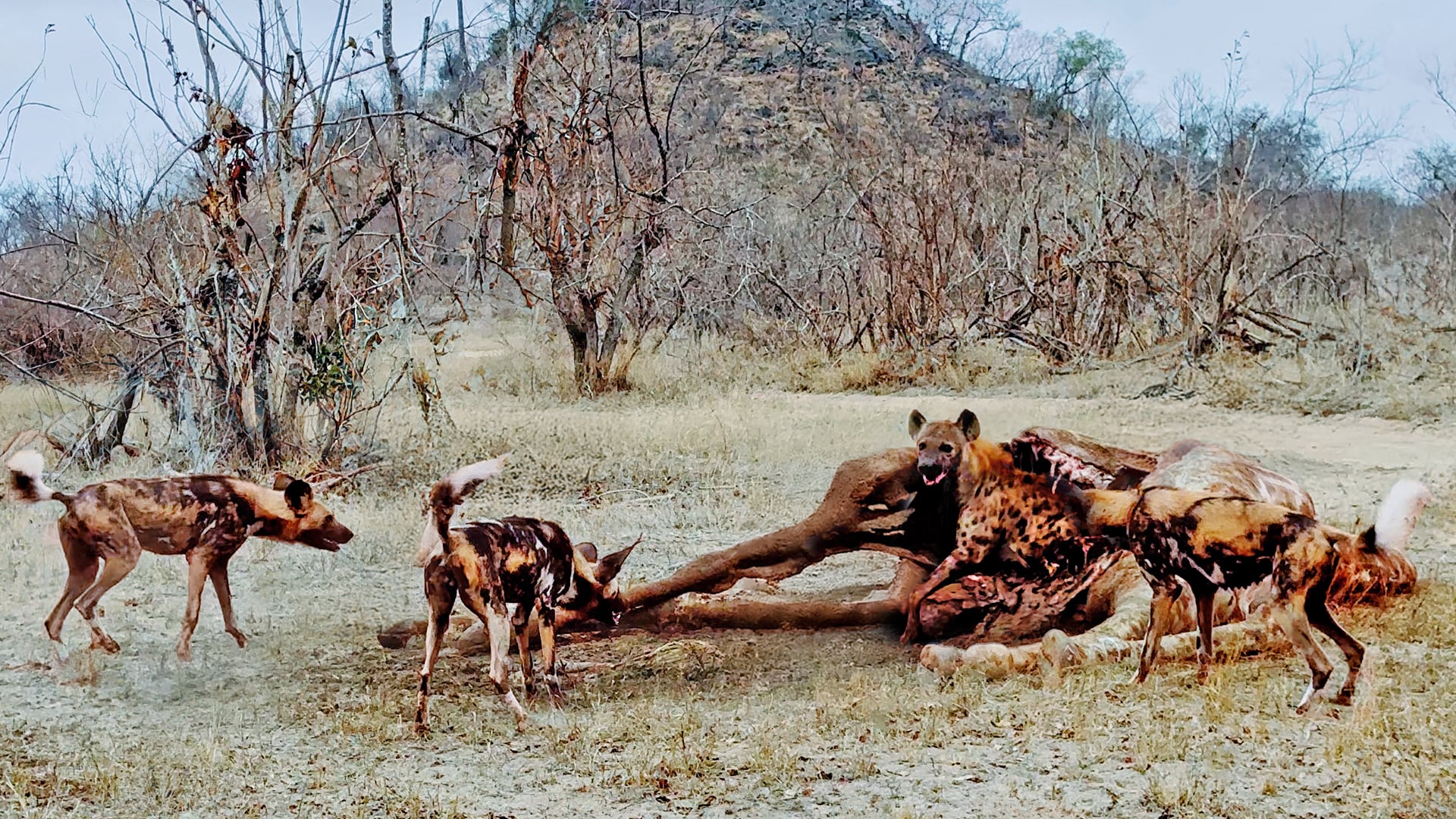 Hyena Hides Inside Giraffe to Avoid Wild Dogs 
