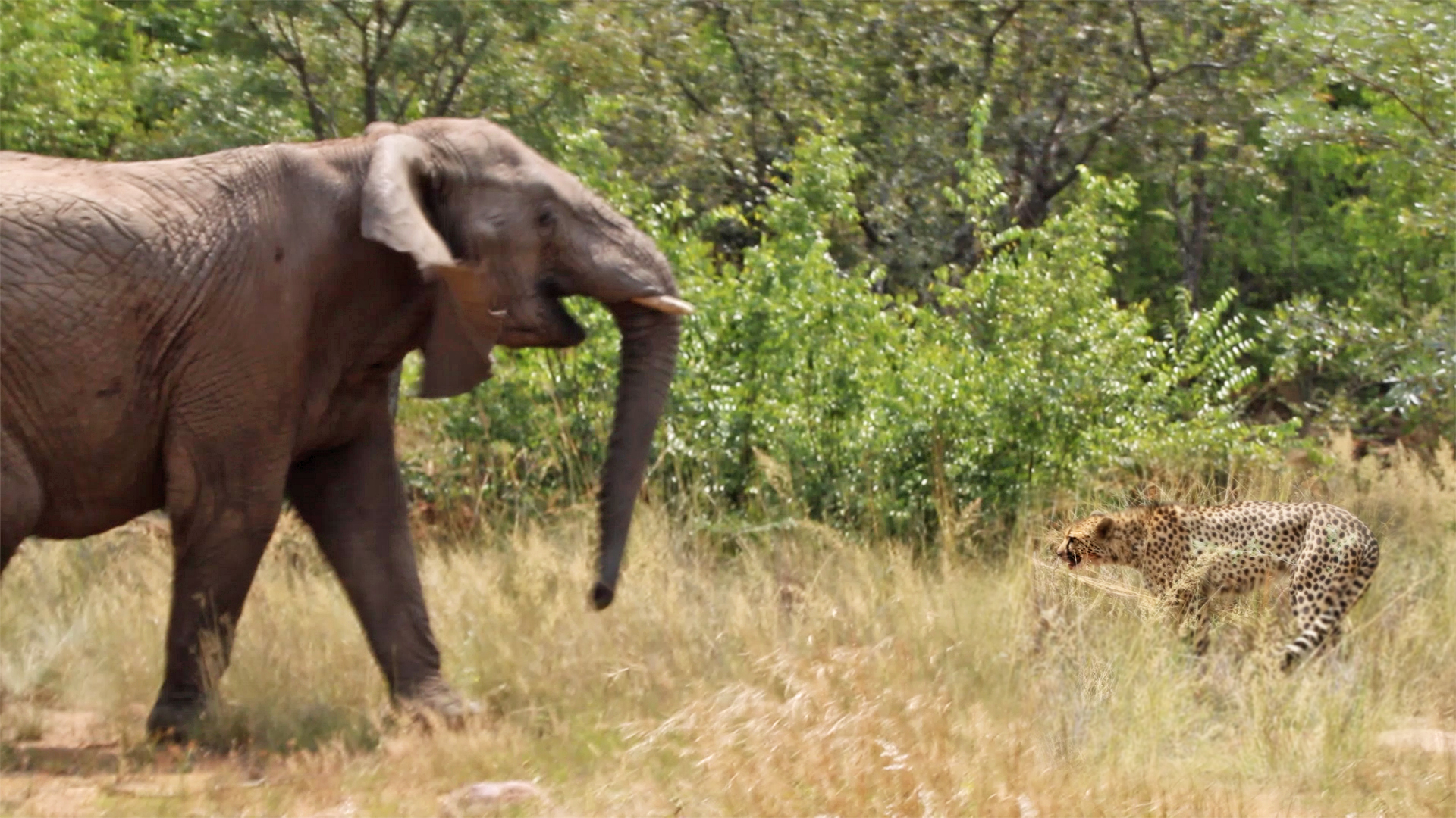 Herd of Elephants Chase a Cheetah from Meal