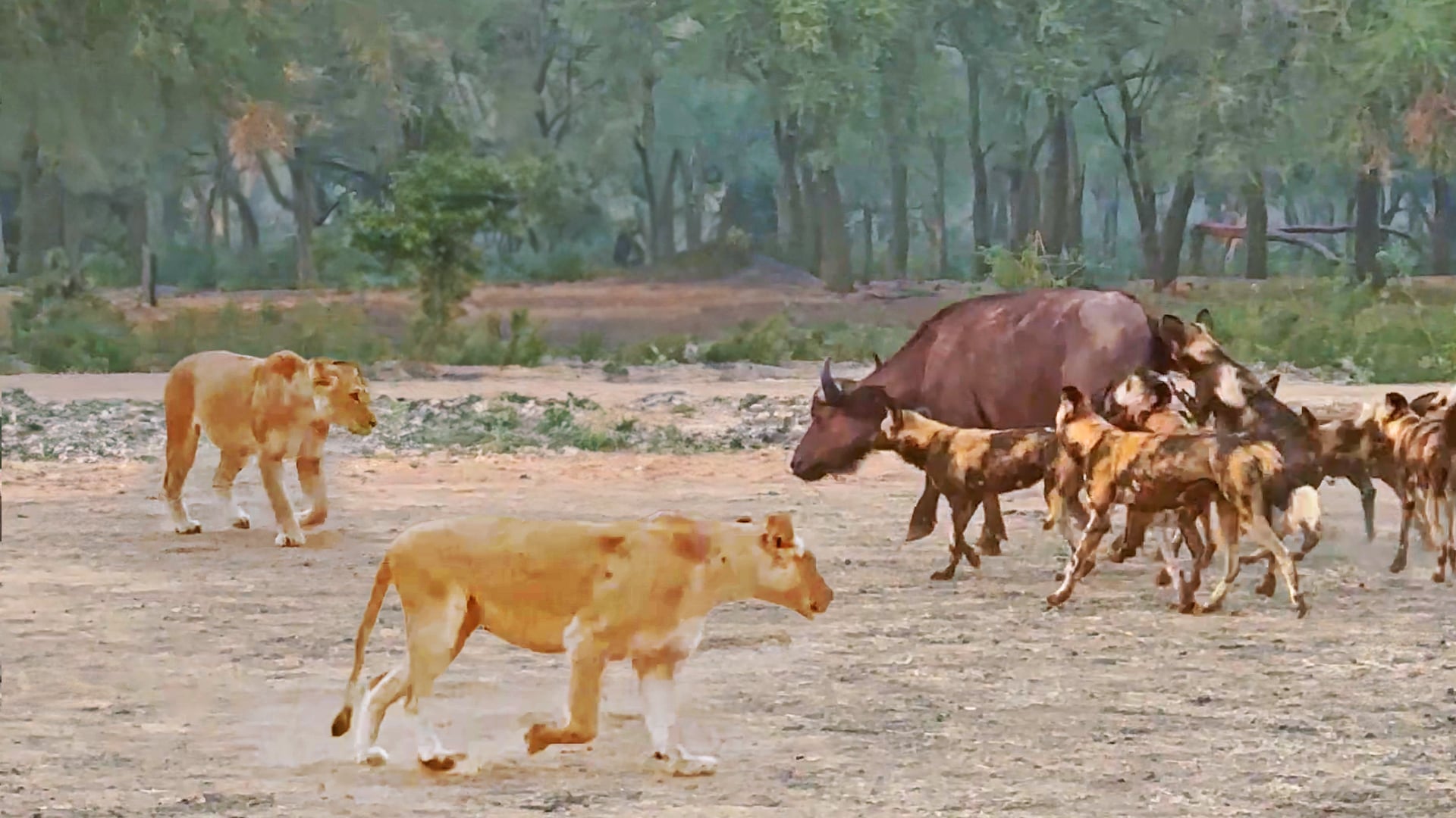Lions “Save” Buffalo From Being Eaten Alive by Wild Dogs