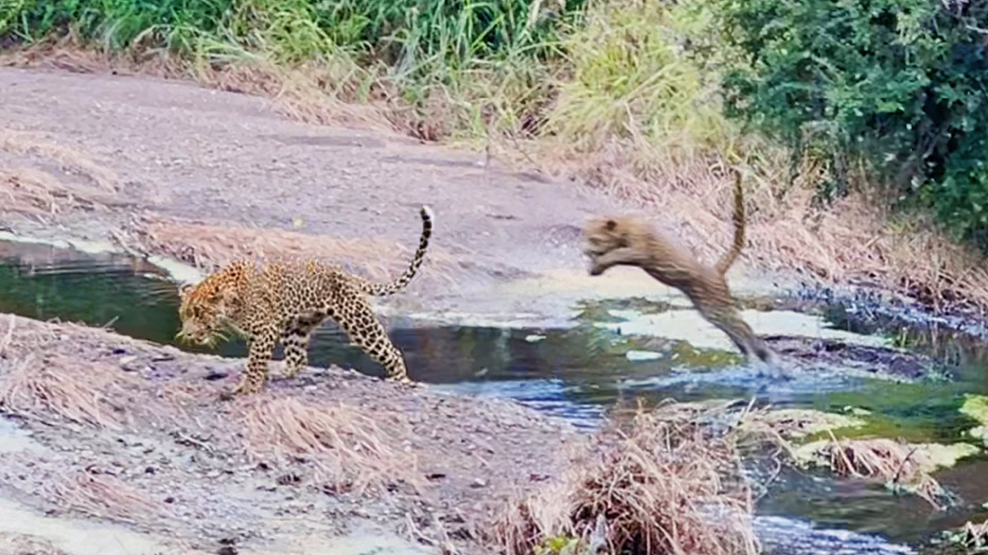 Leopard Cub Tries Copying Mom Hopping Across Stream But Falls Right In