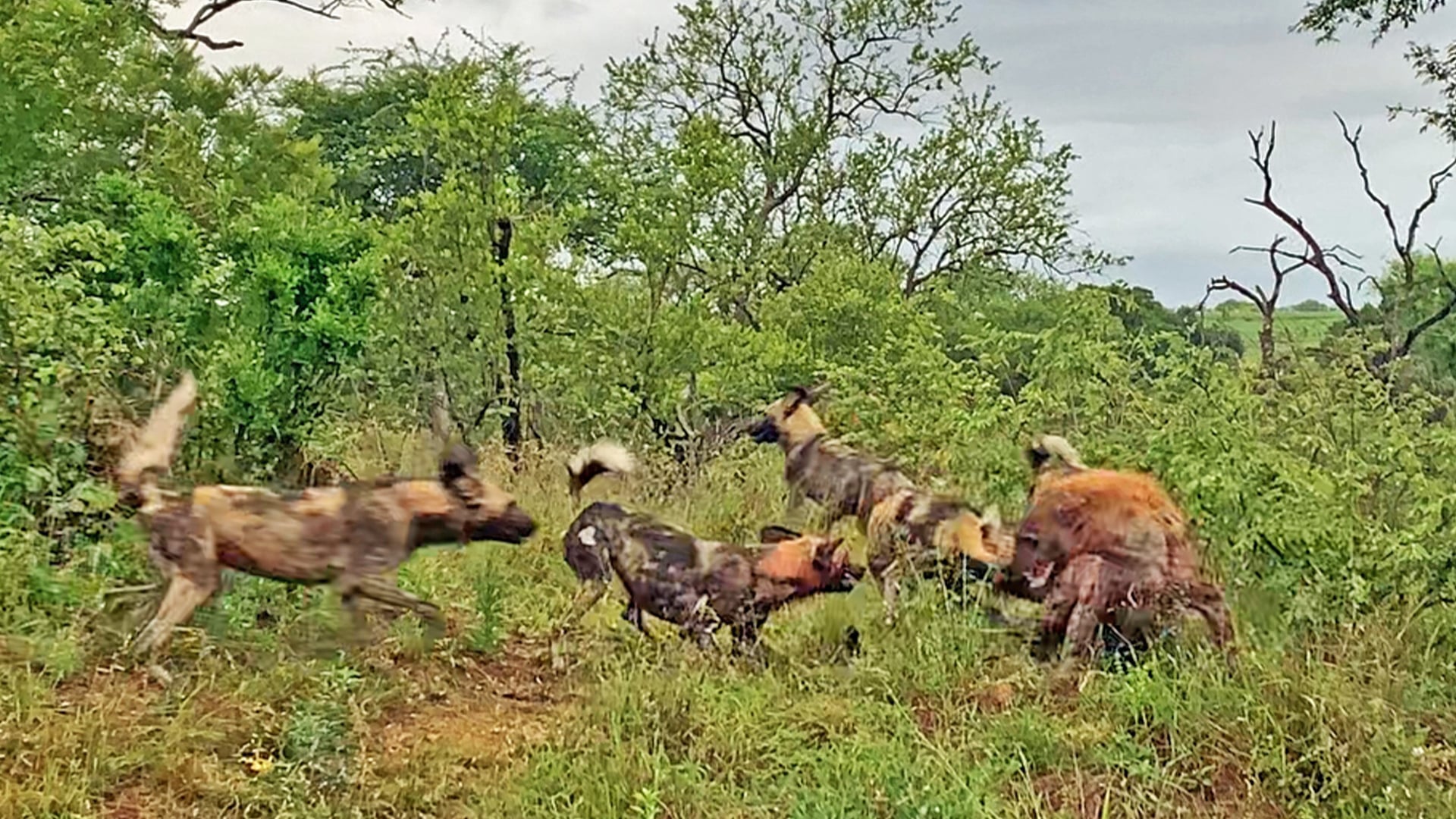 Hyena Cries as Wild Dogs Attack it