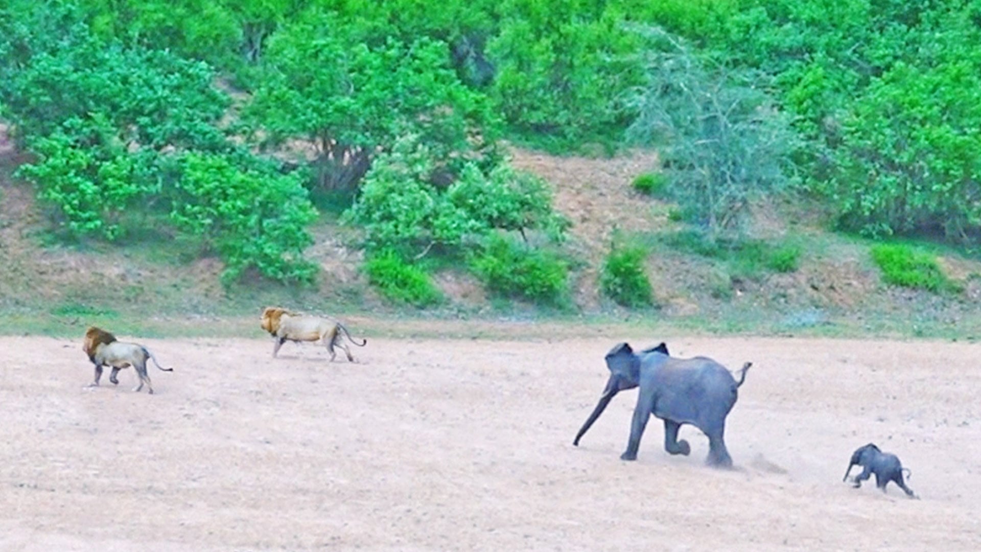 Elephant Protecting Baby Chases Lions