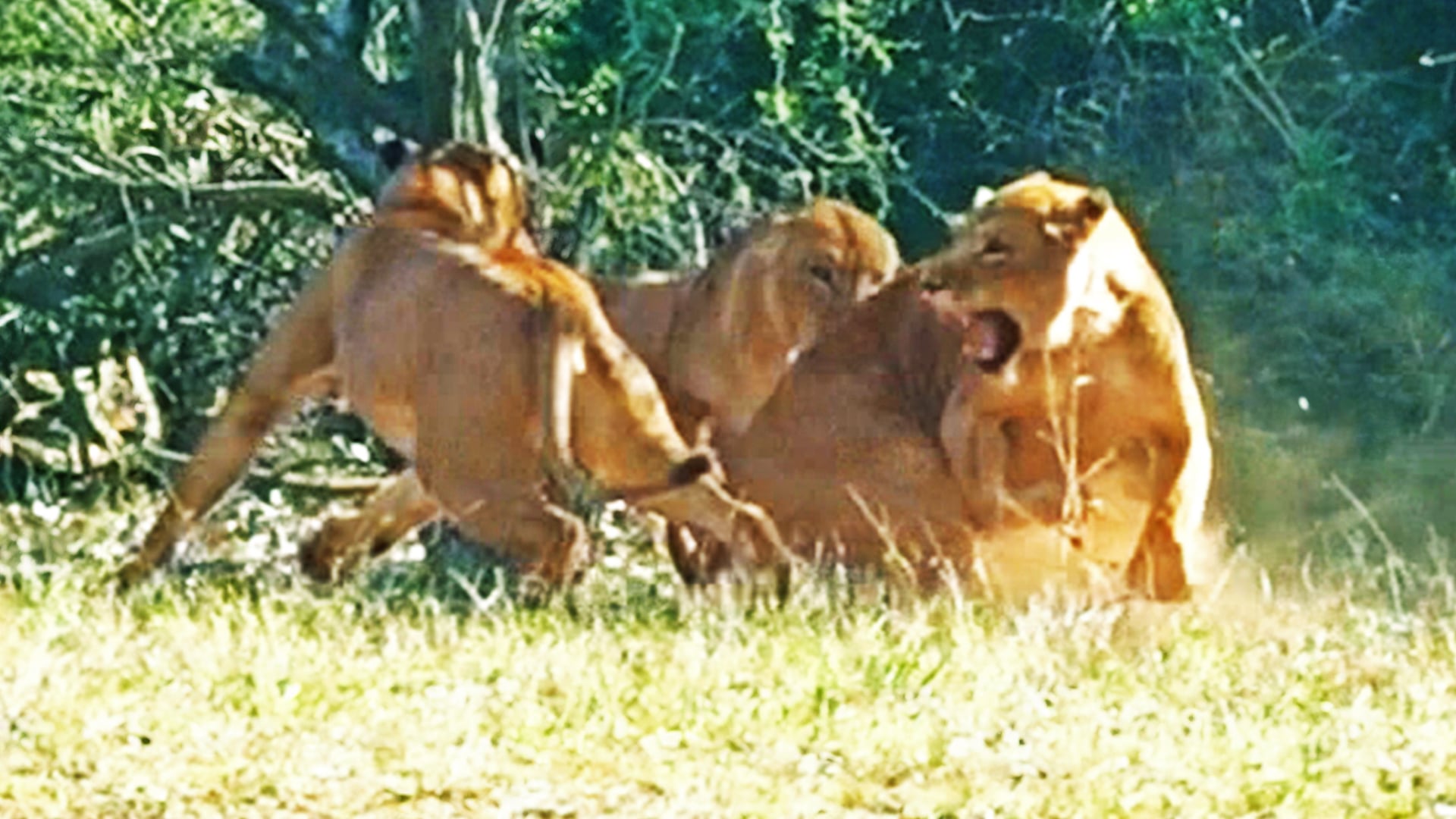 Lionesses Fight to Protect Cubs