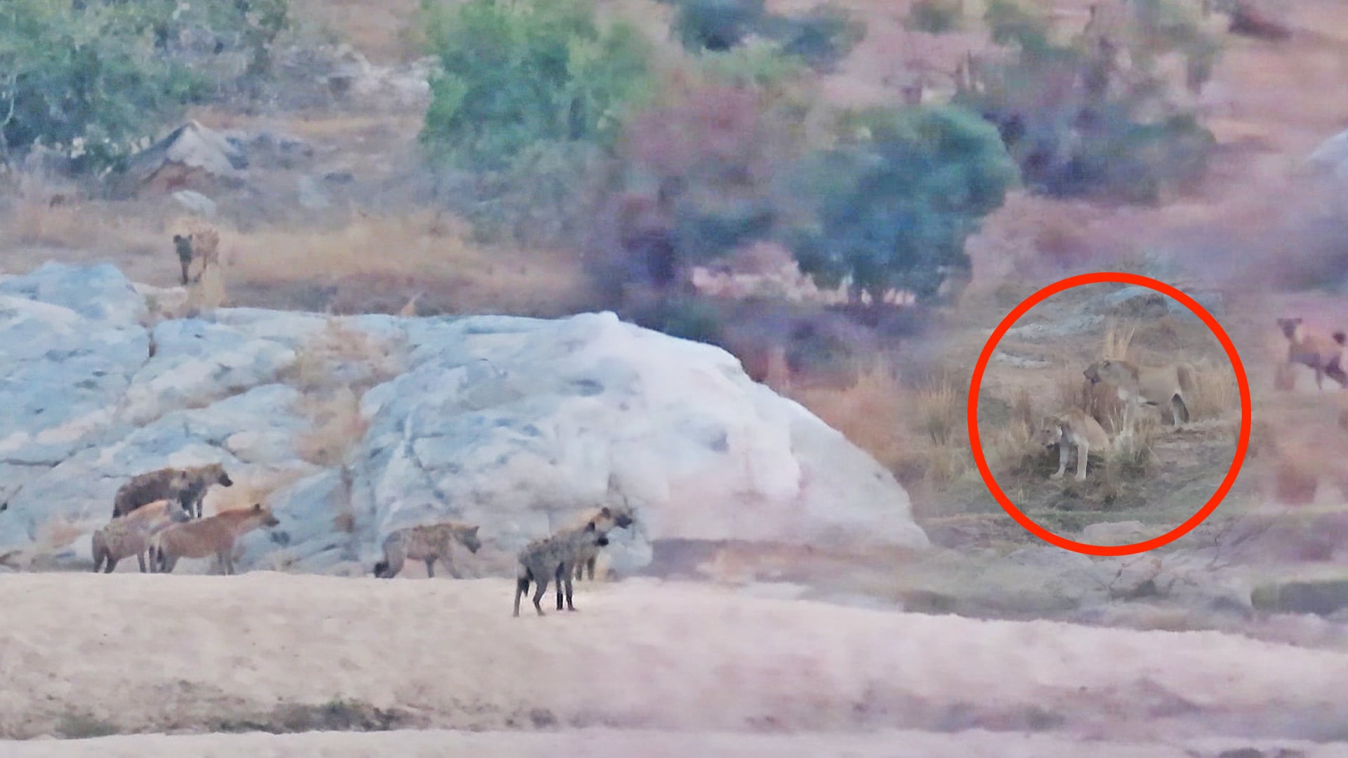 Twenty Hyenas Take on Four Lions