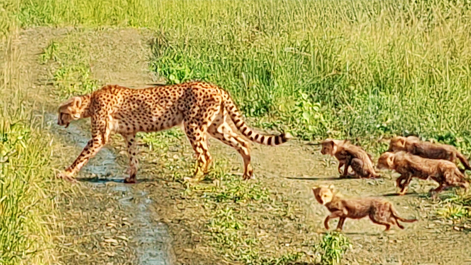 Cheetah Mother Guides Her 5 Cubs Over Road