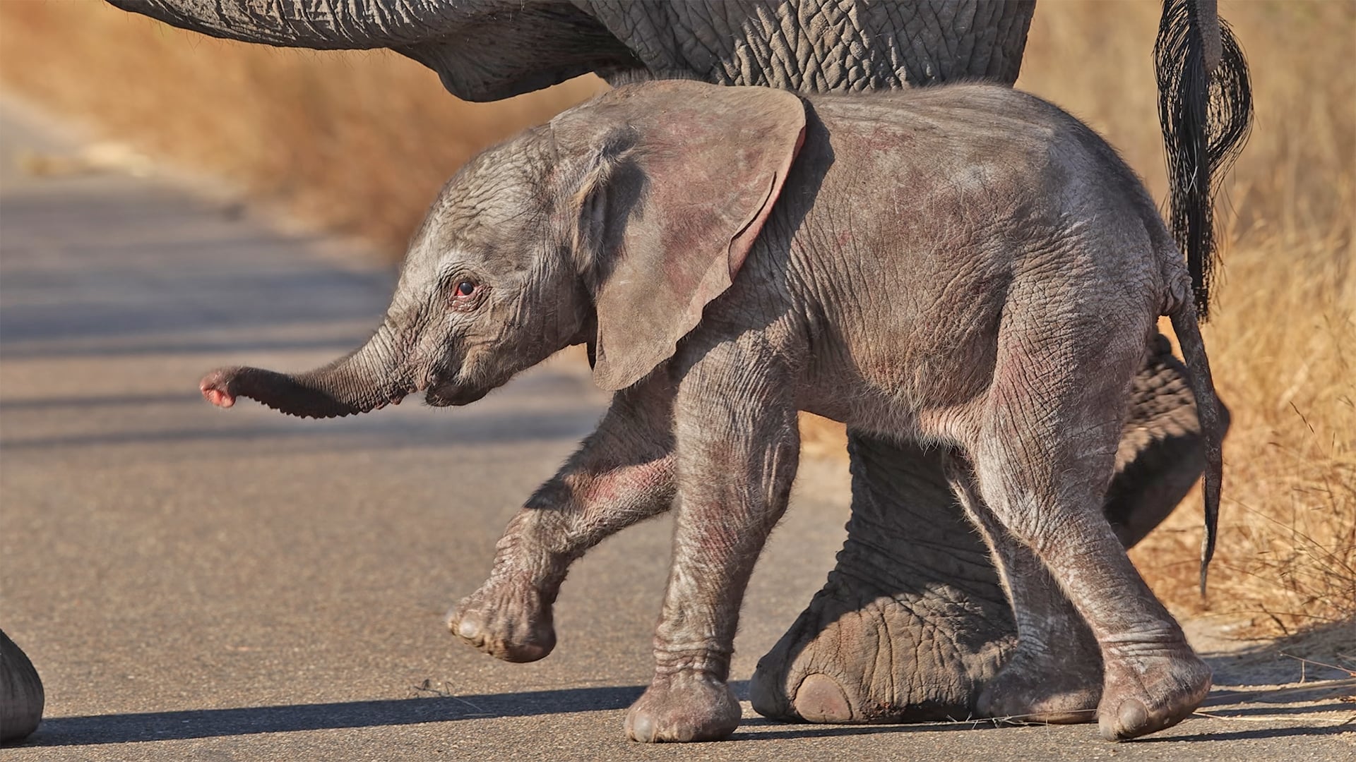 Baby Elephant Takes Very First Wobbly Steps