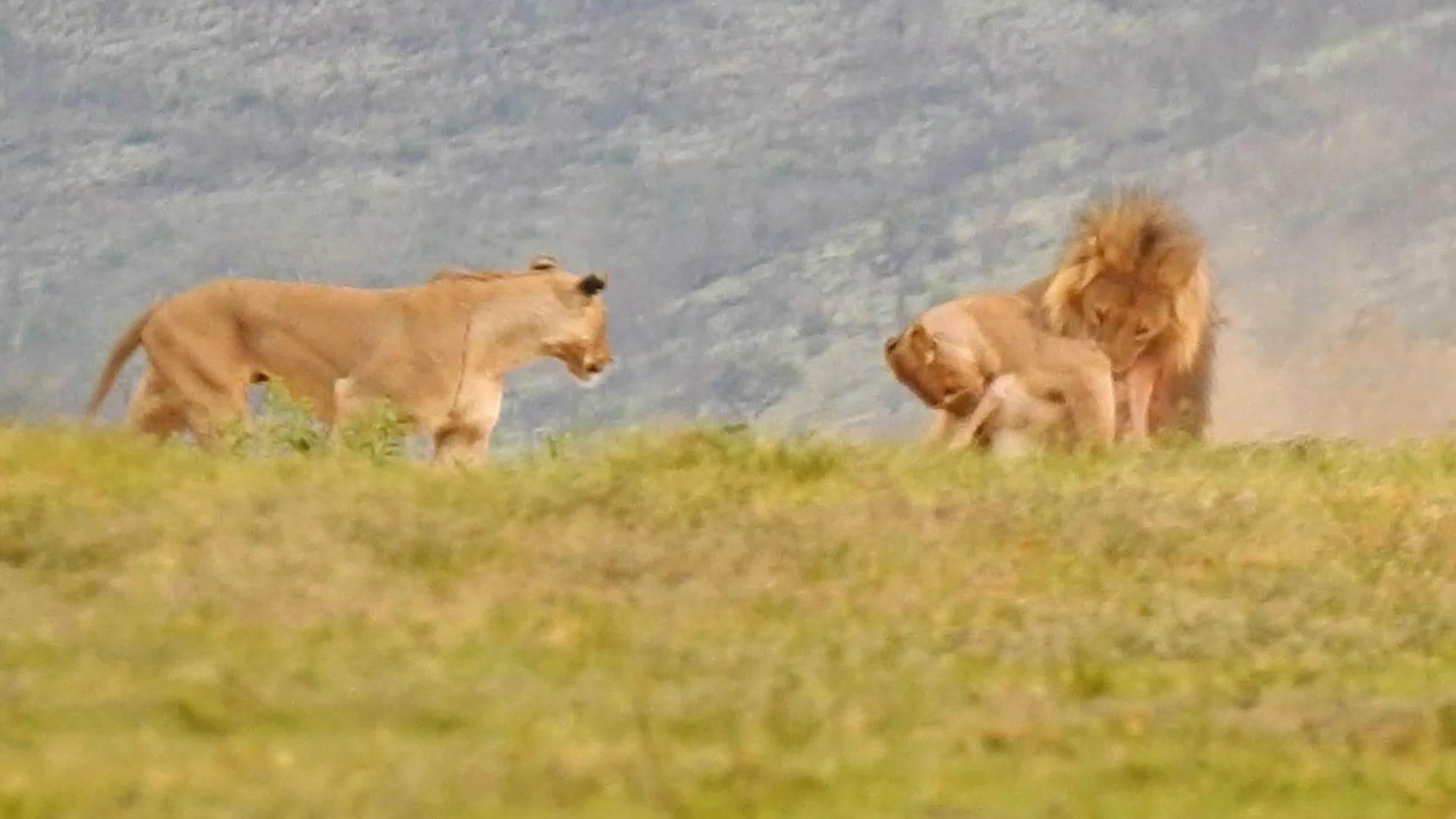Three Lions Fight for Meal