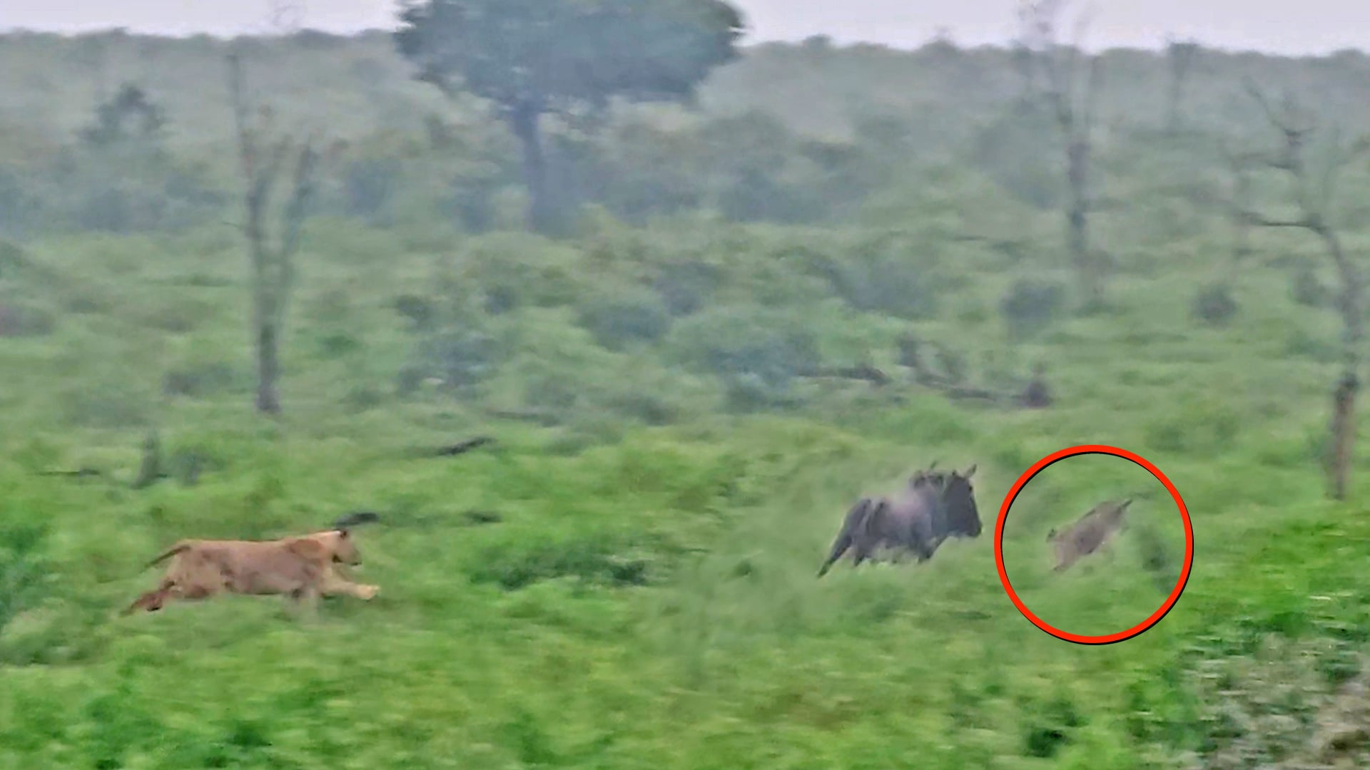 Lioness Snatches Up Wildebeest Calf In front of Herd 