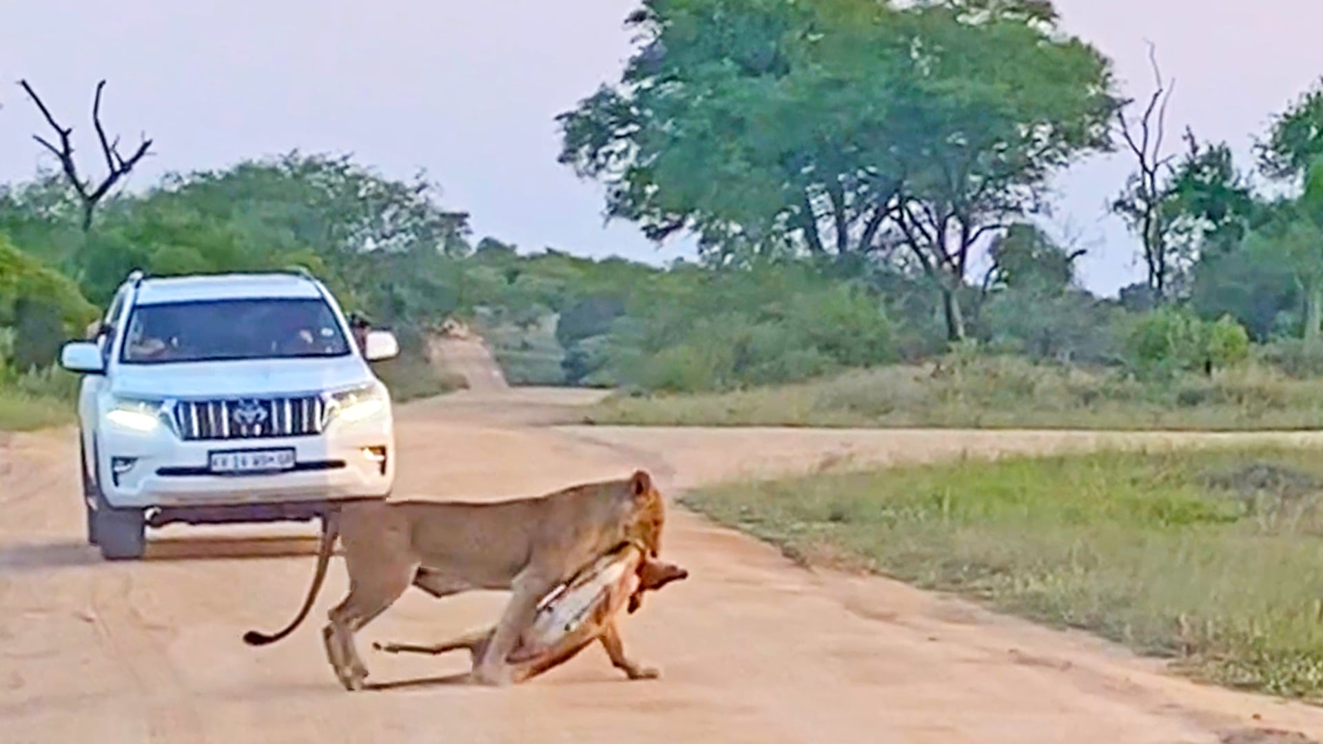 The Perfect Lion Ambush