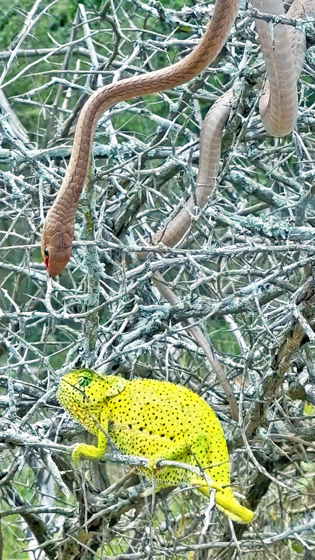 Snake and Chameleon Locked in Vicious Battle