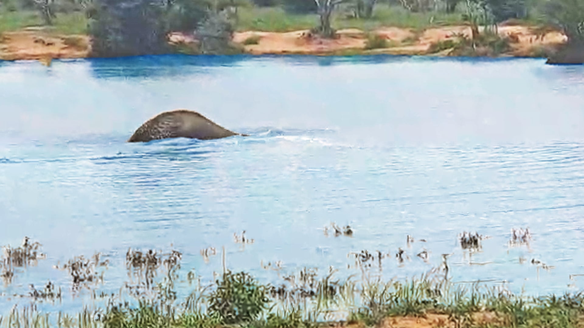 Elephant Goes Scuba Diving