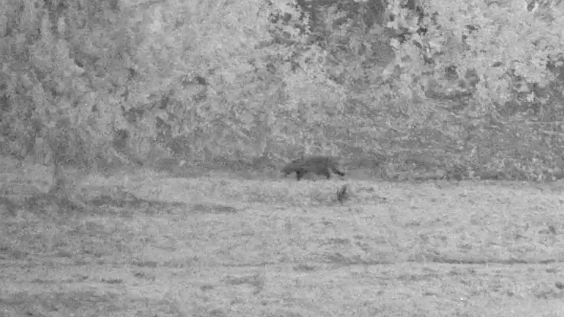 African Civet Gets Spooked by a Bold Little Bird in the Dark