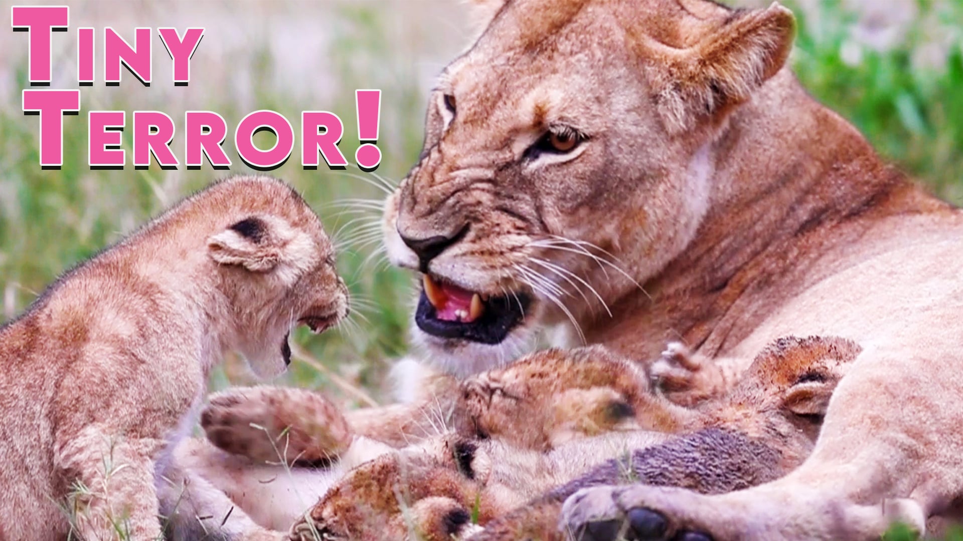 Watch Tiny Babies With HUGE Attitudes!