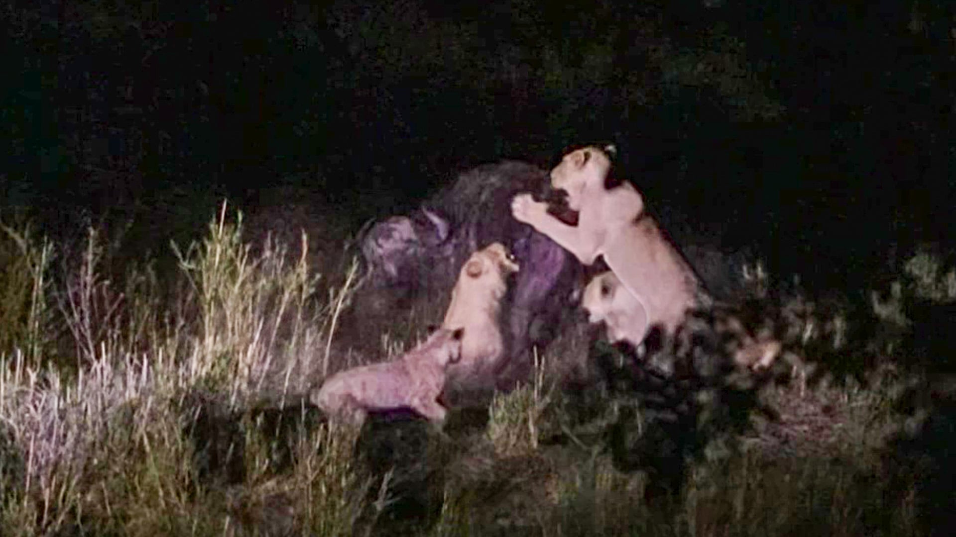 Lions Try Overwhelm Buffalo in the Dark