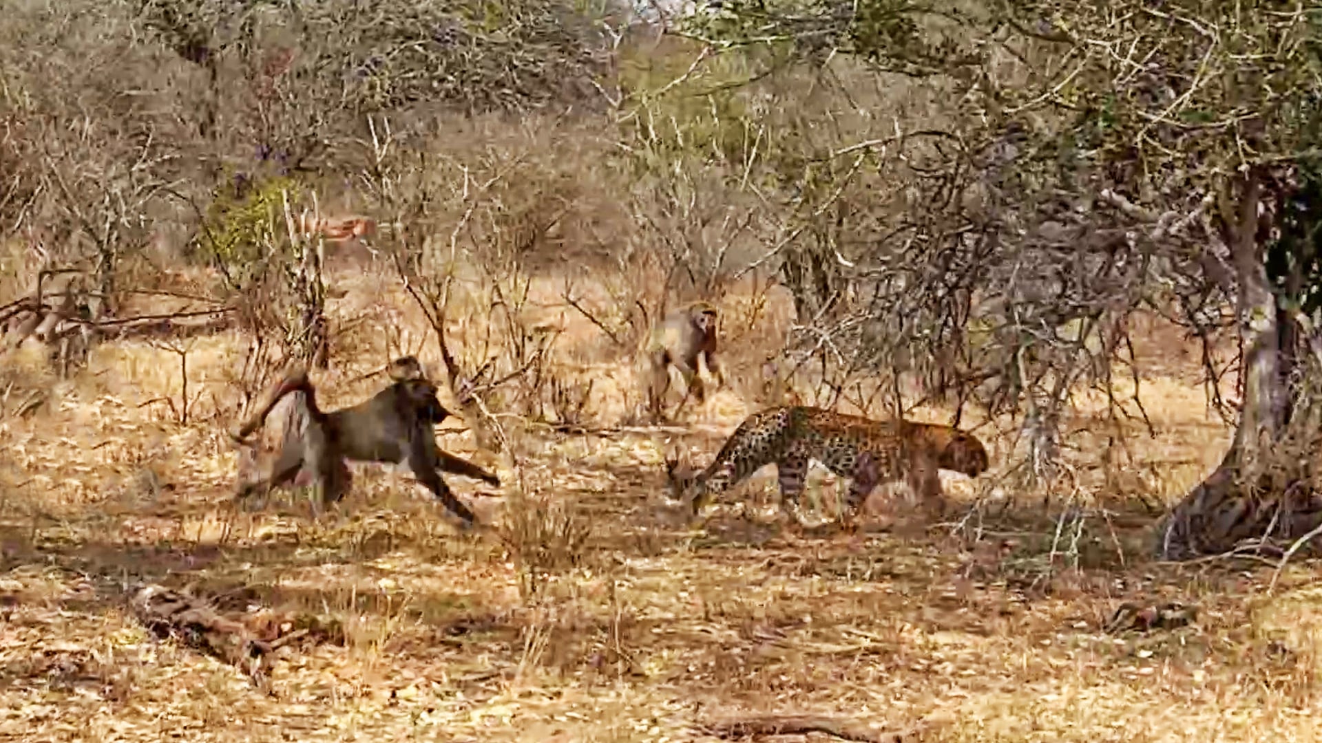Troop of Baboons Chase Down a Leopard