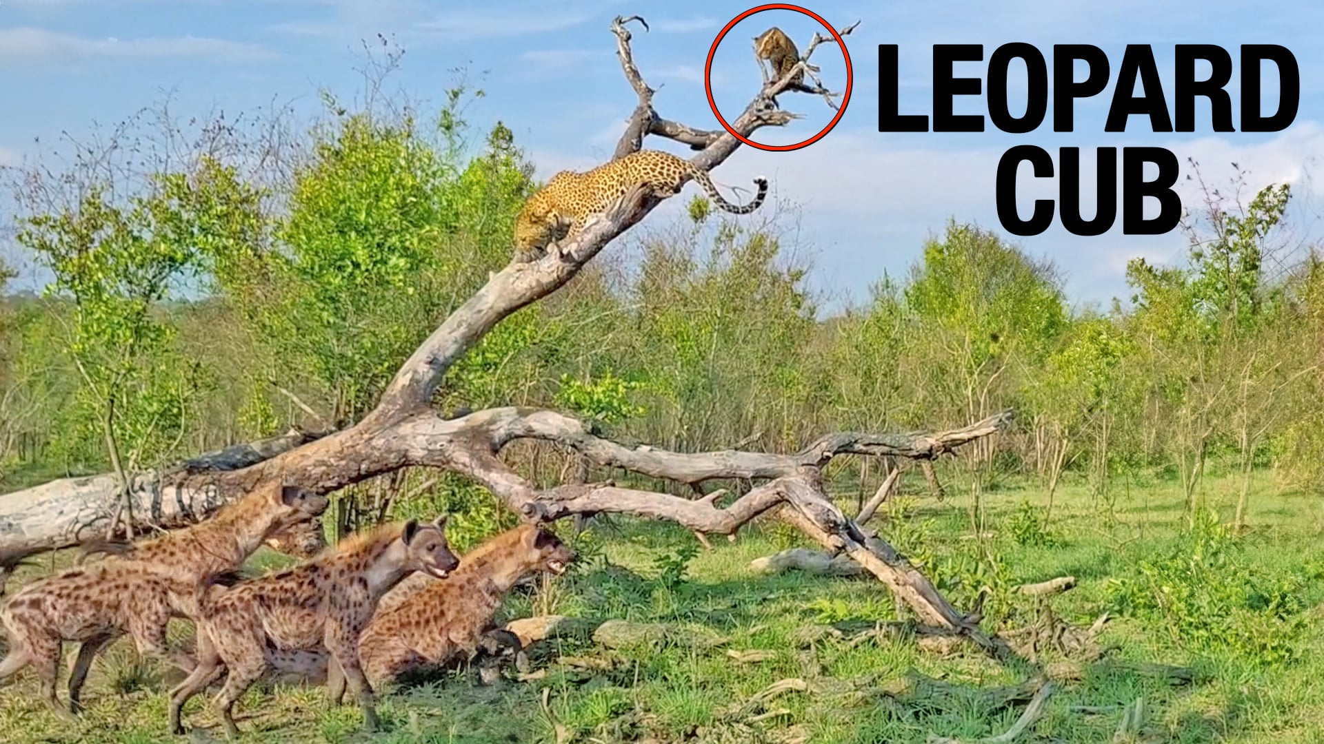 Leopard Fights off Hyenas to Protect Cub