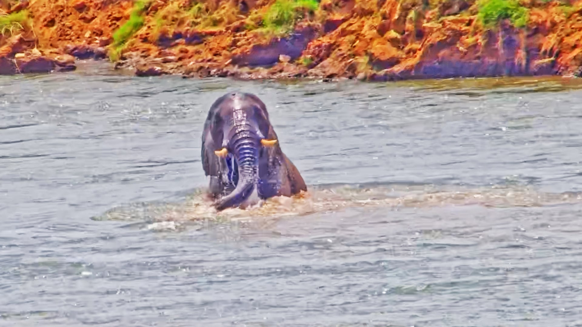 Watch this Elephant Go for a Dunk to Cool Down!