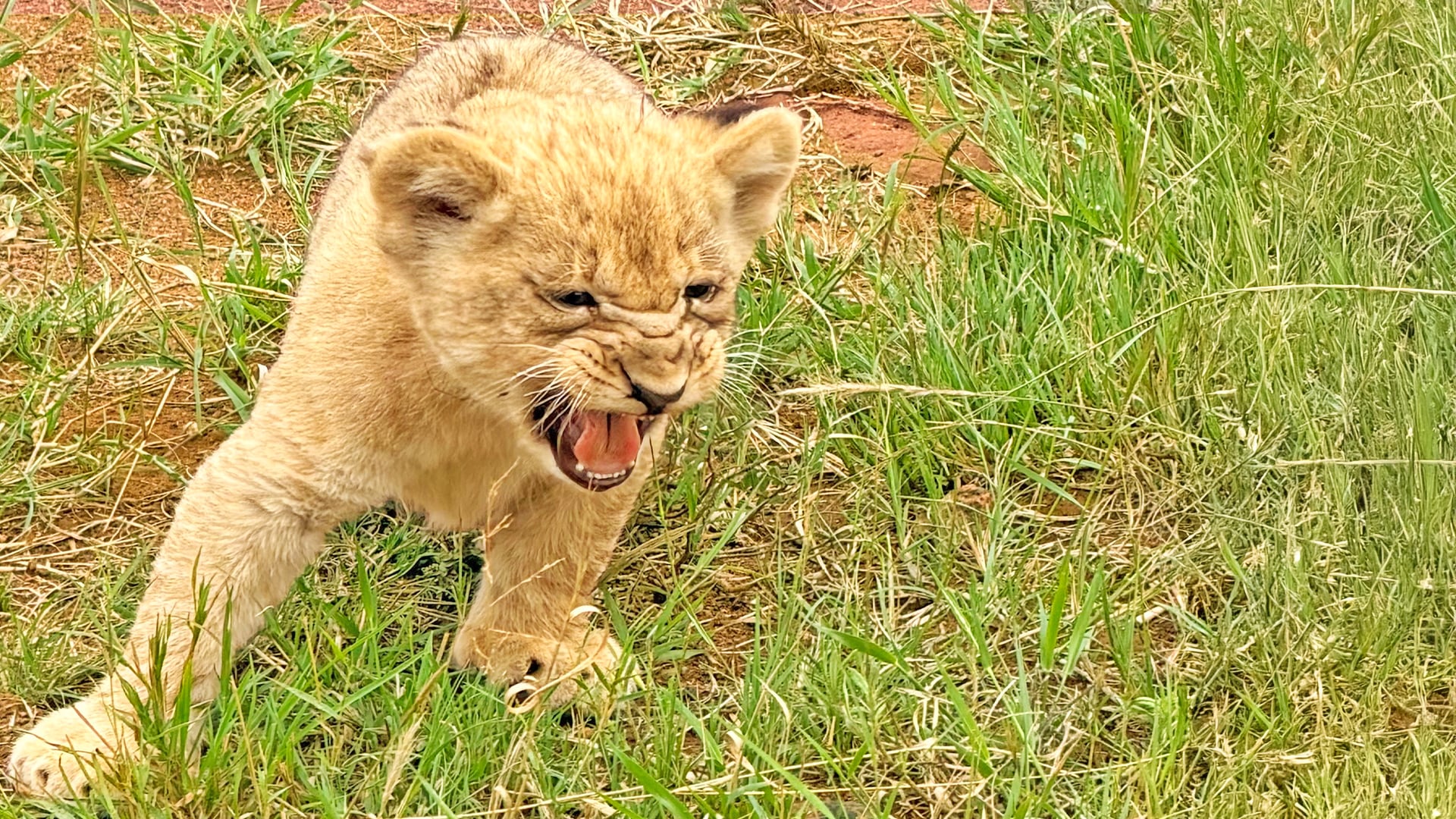 Lion Cub Throws a Tantrum Until Mom Carries Him