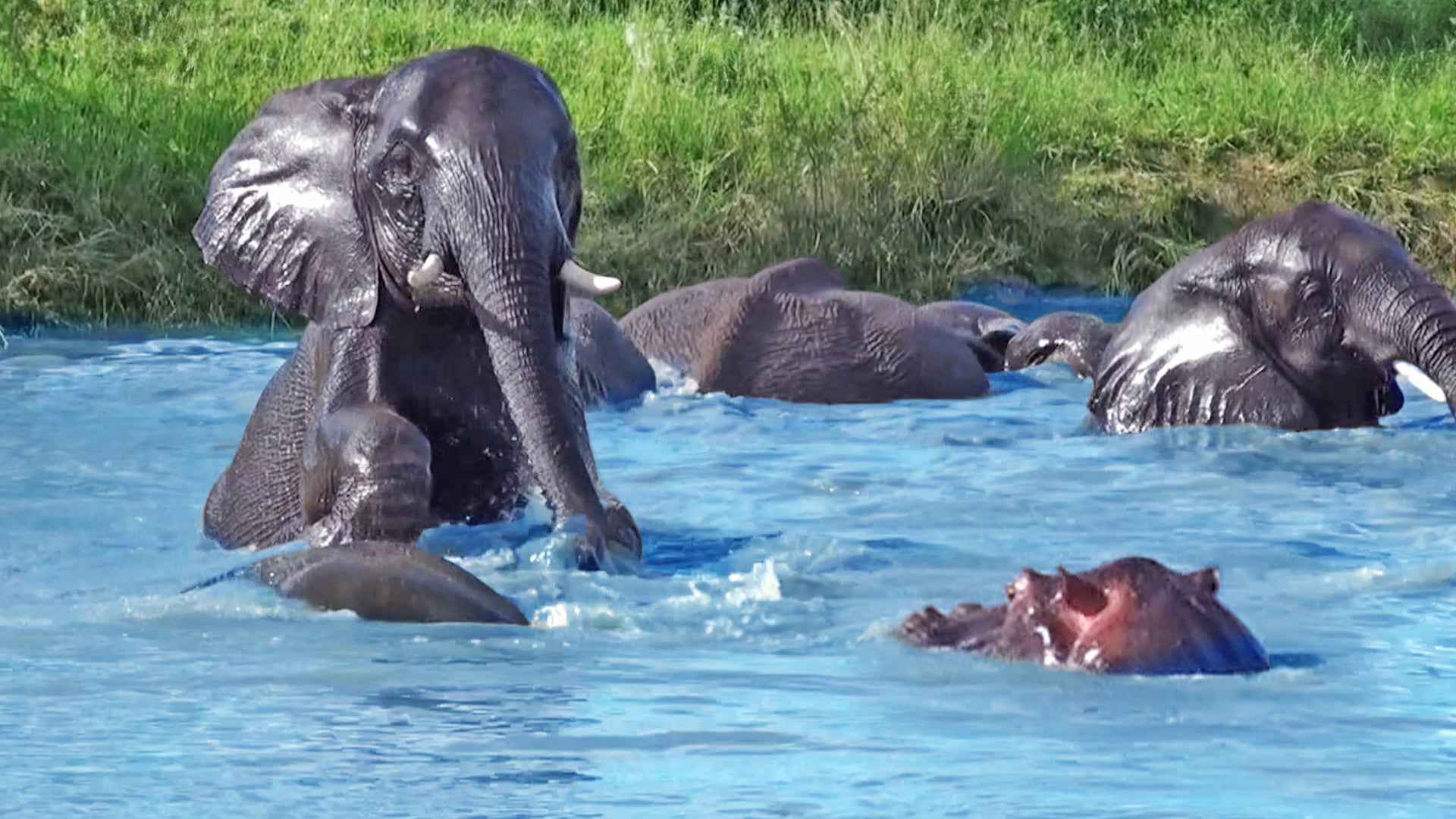 Elephants Take Over Hippo’s Pool