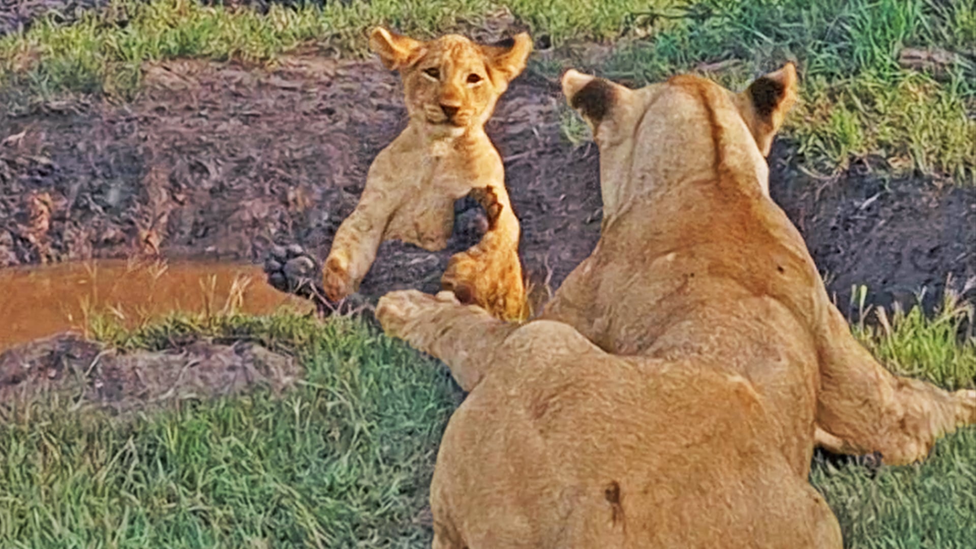 This Lion Cub Got What he Deserved After Biting Moms Tail
