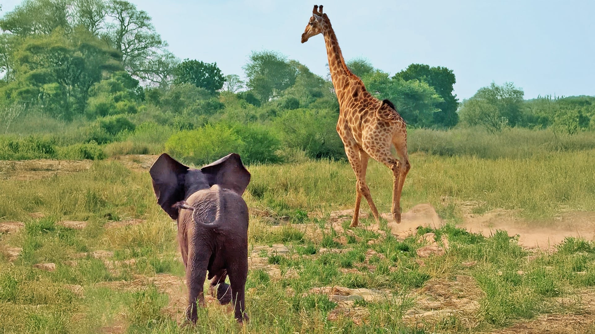 Baby Elephant Chases Giraffe to Impress Mommy