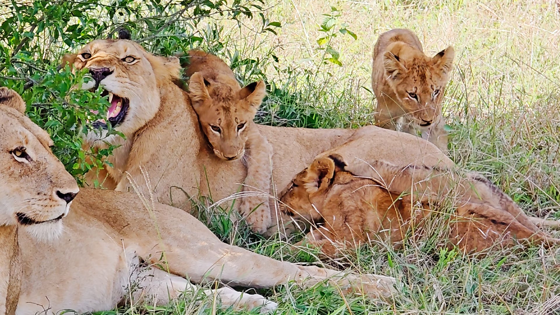 Lion Cubs Climb Over Each Other to Get a Drink From Mommy