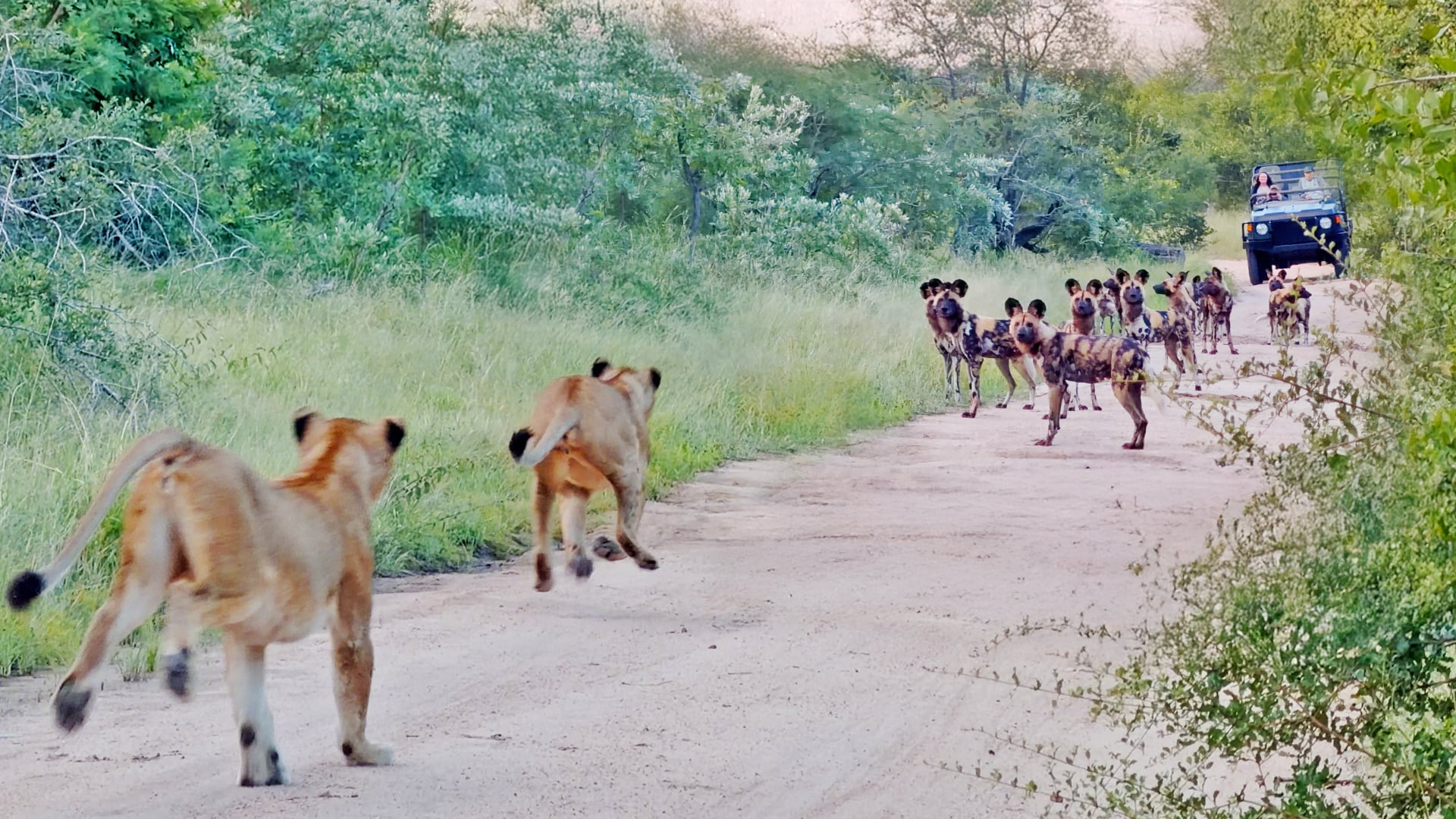 Wild Dogs Instantly Regret Running into a Pride of Lions