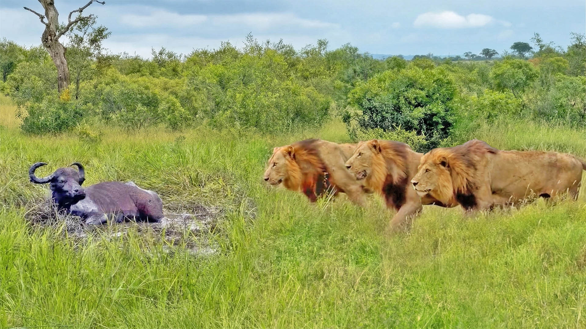 3 Male Lions Casually Stroll up to Buffalo Chilling in the Mud