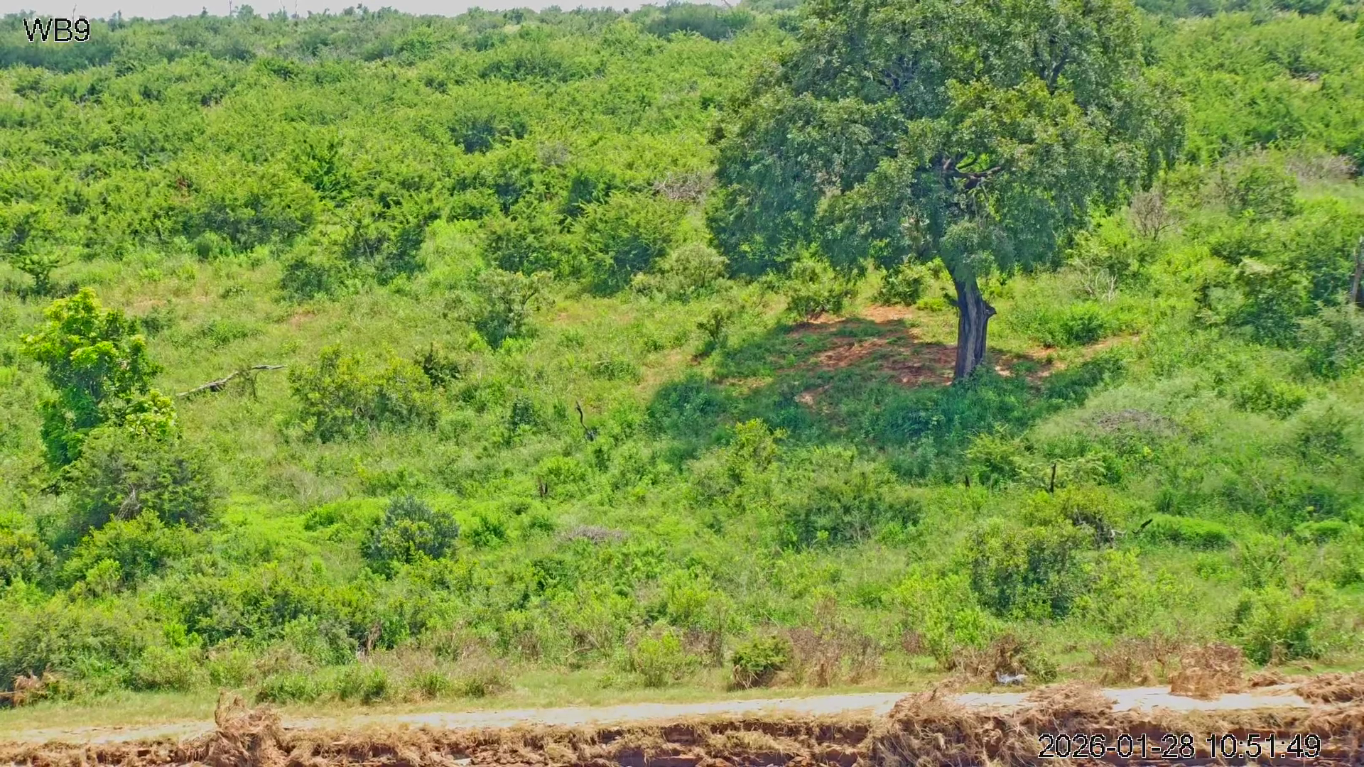 Are You Better Than Our Animal Spotter Algorithm?