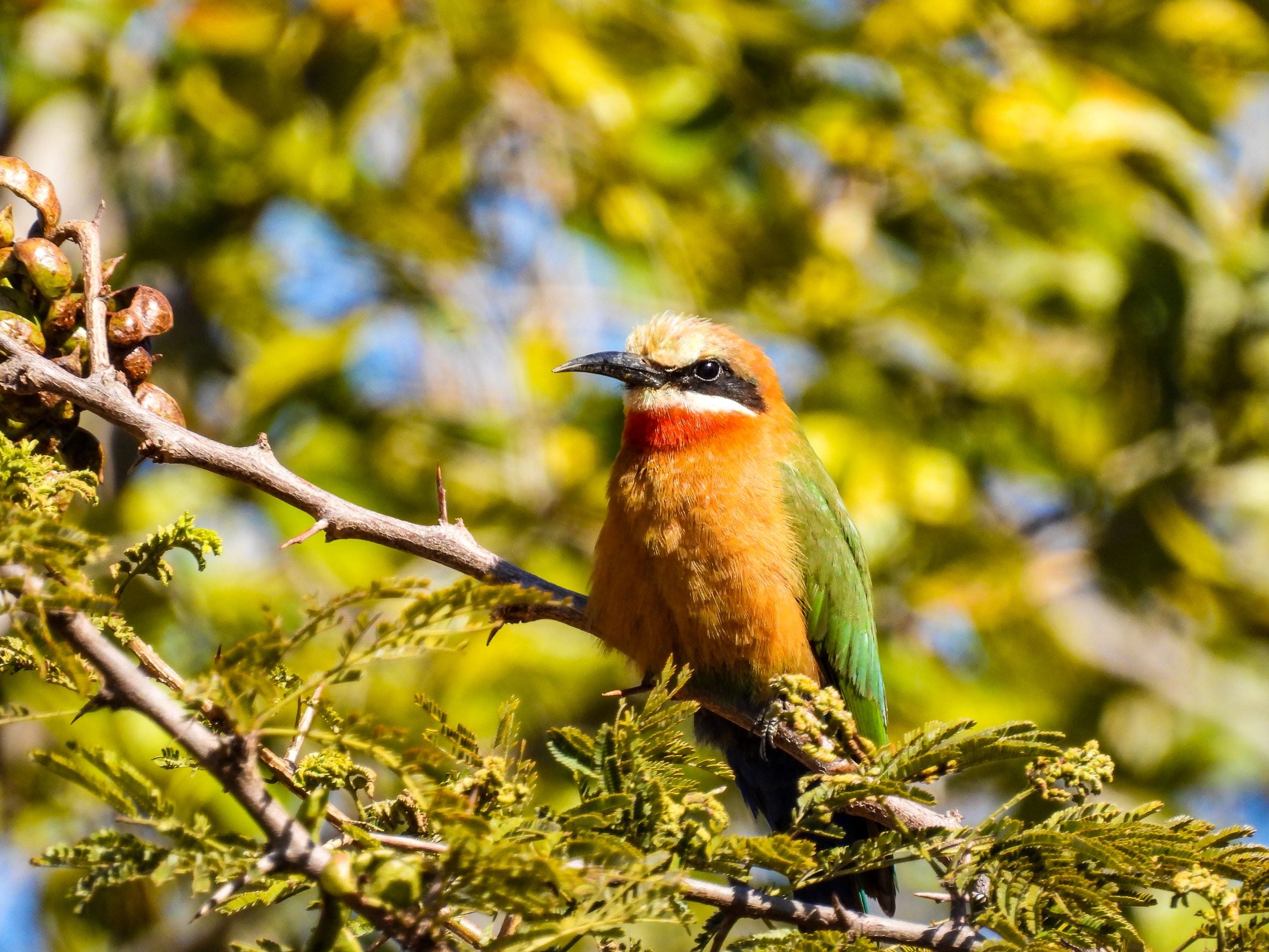The Best Birding Apps for Bird Lovers