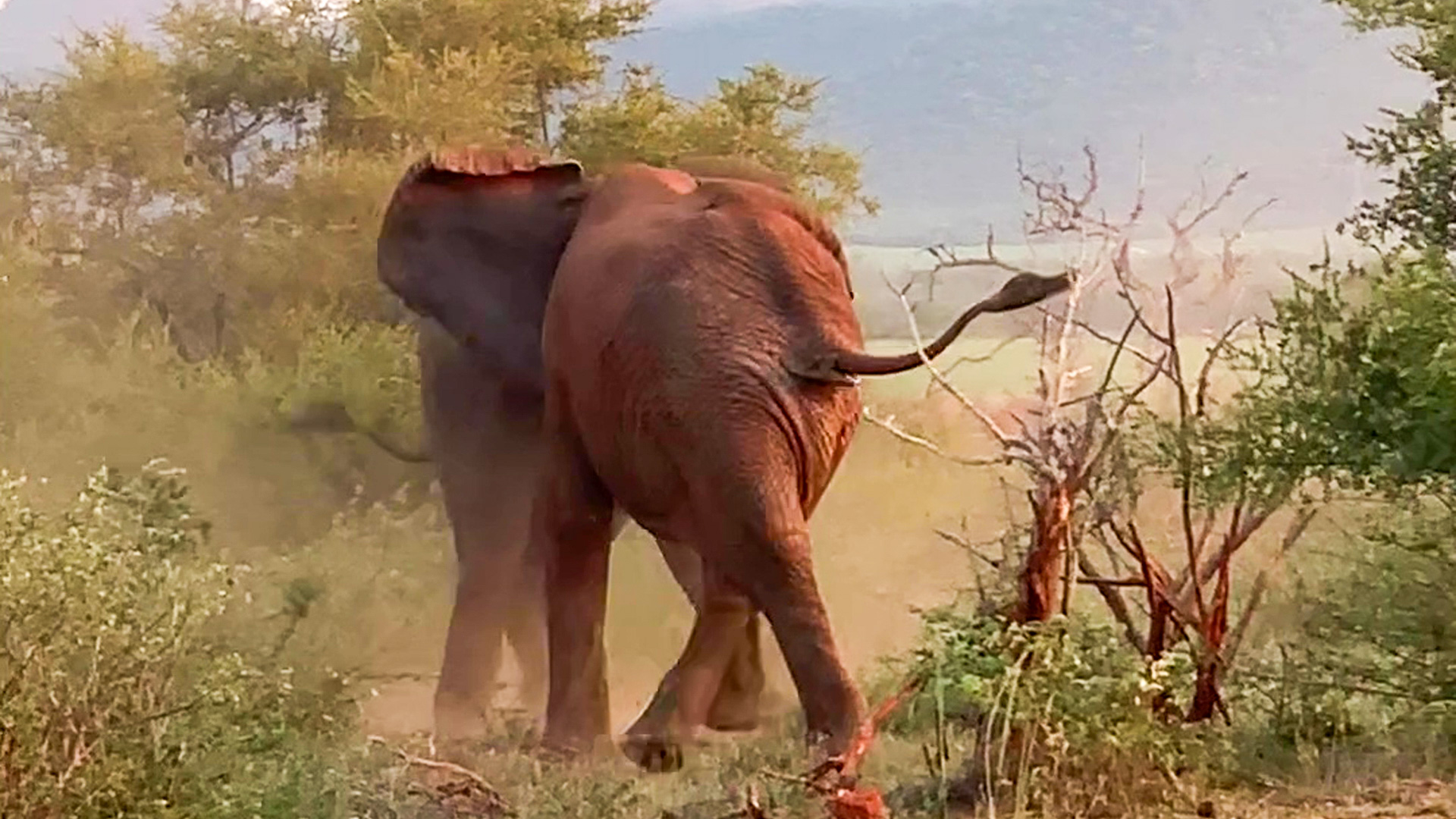 Elephants Have Brawl Next to Road