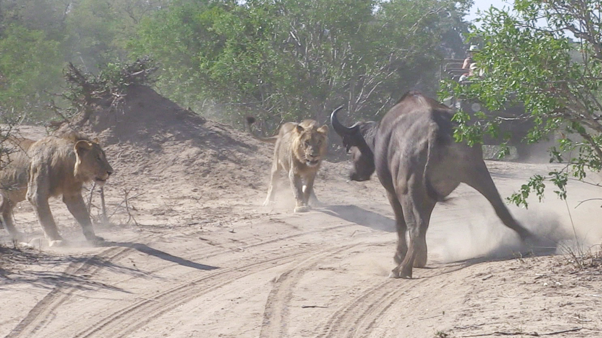 Failed Buffalo Hunt Leads to a Standoff