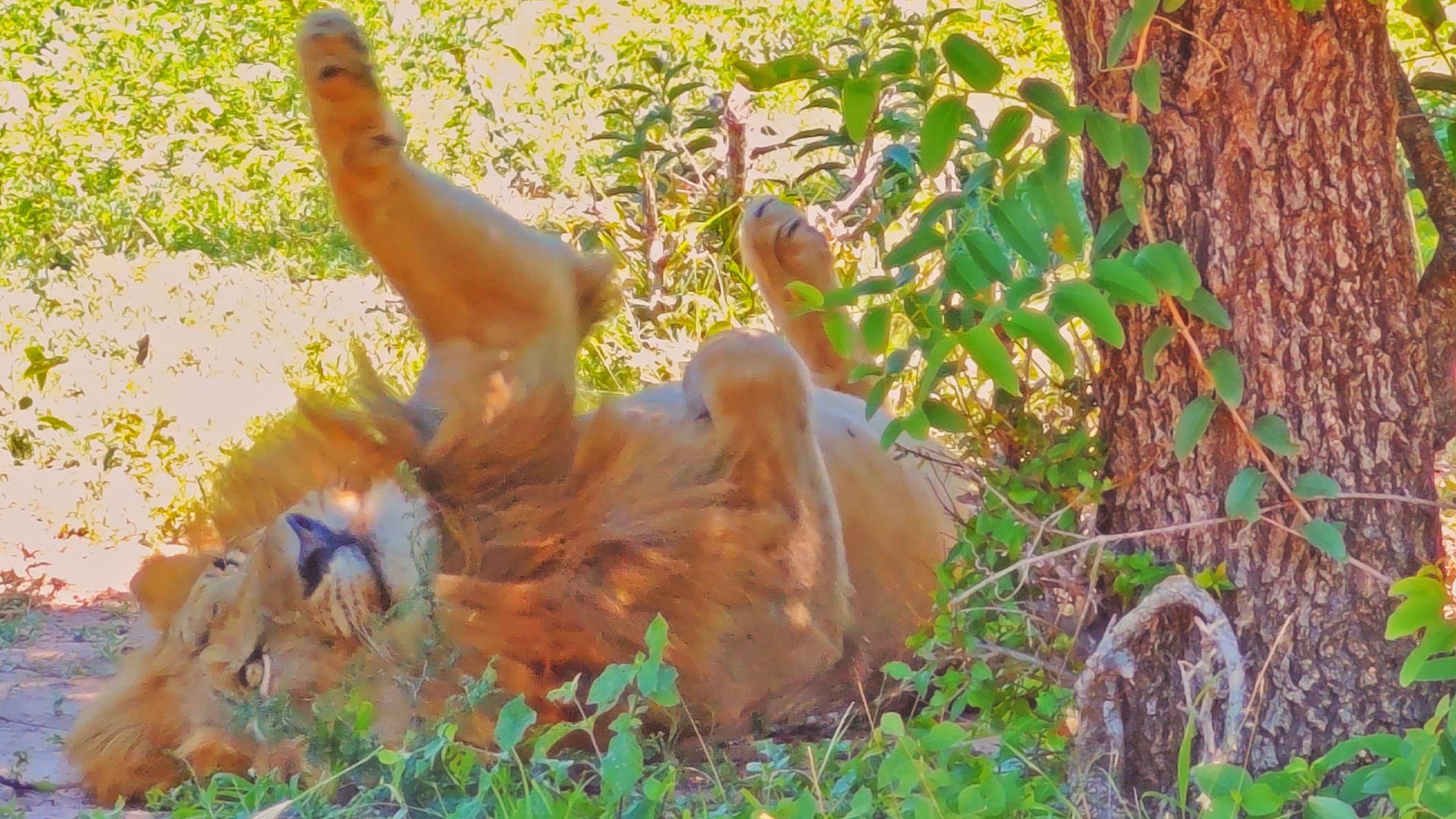 The Lion King Gets Defeated by a Fly