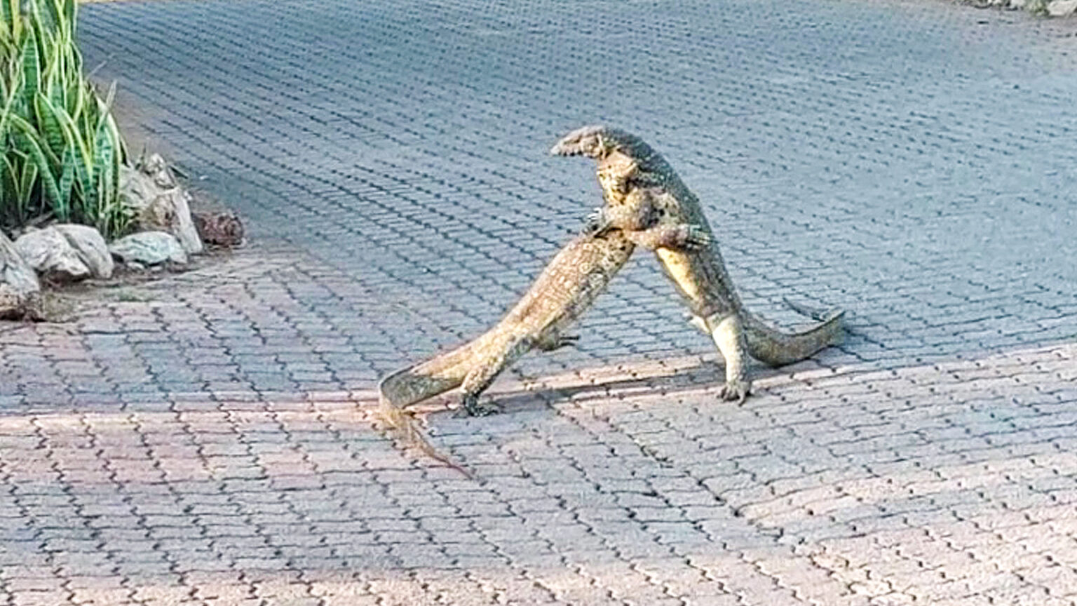 Monitor Lizards Get Locked in an Intense Battle on the Road