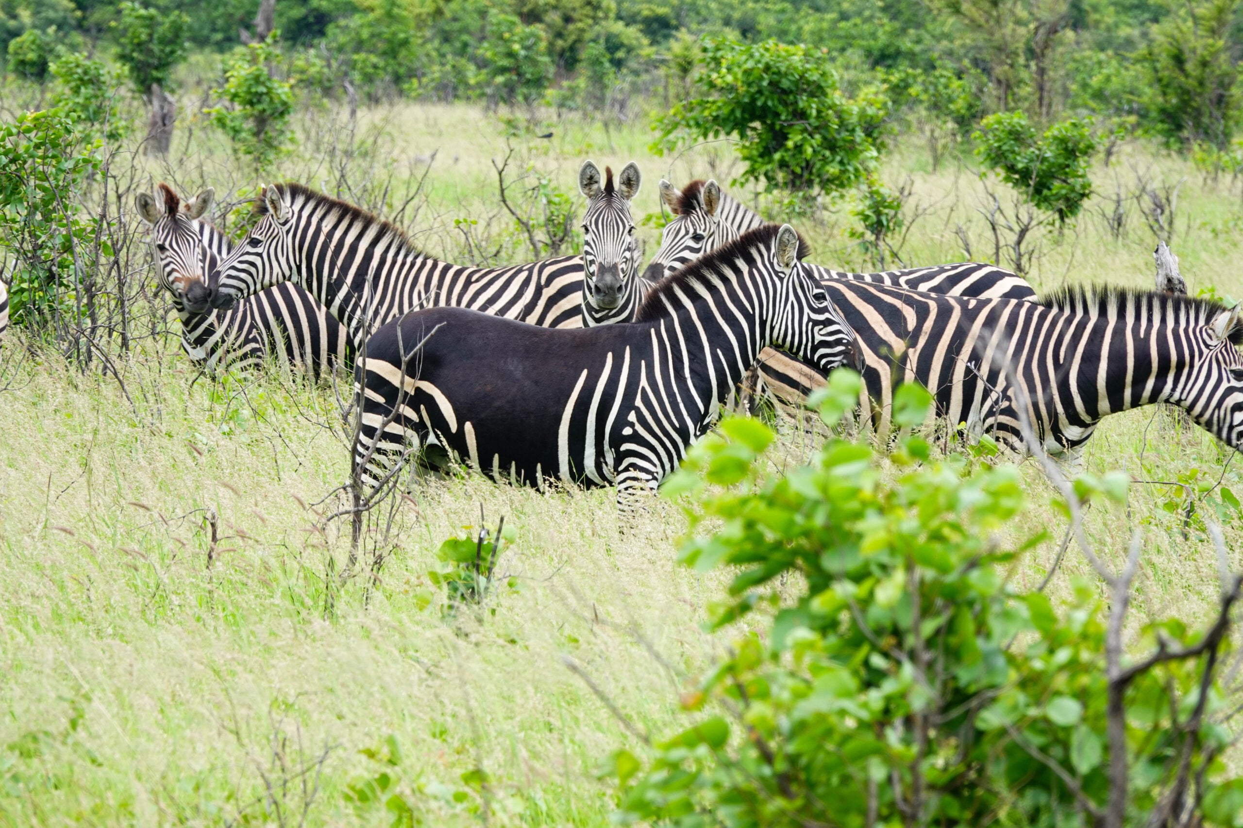 Rare Zebra Spotted Missing Some Stripes
