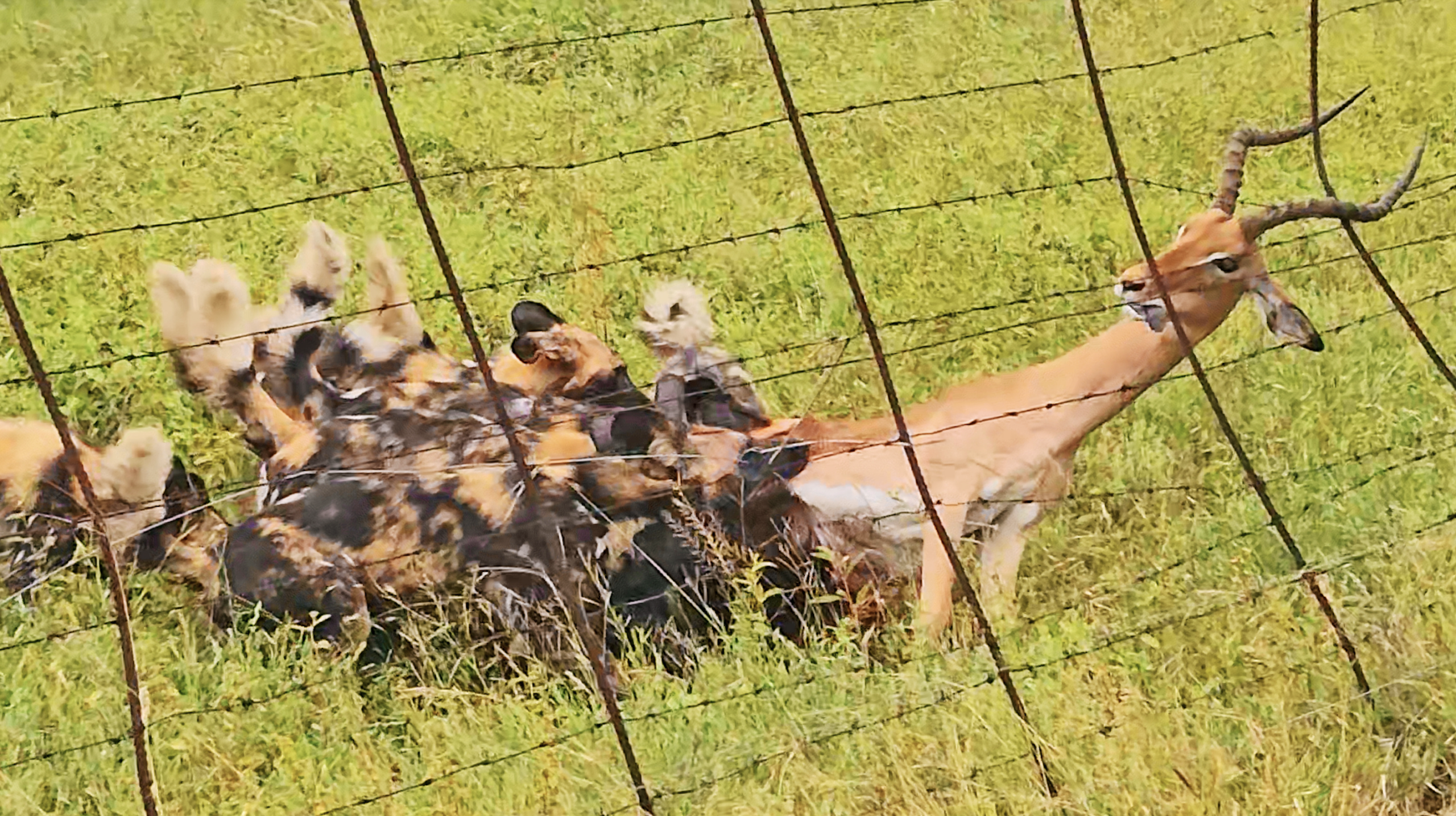 Strangest Tug Of War Between Wild Dogs, Impala and Fence