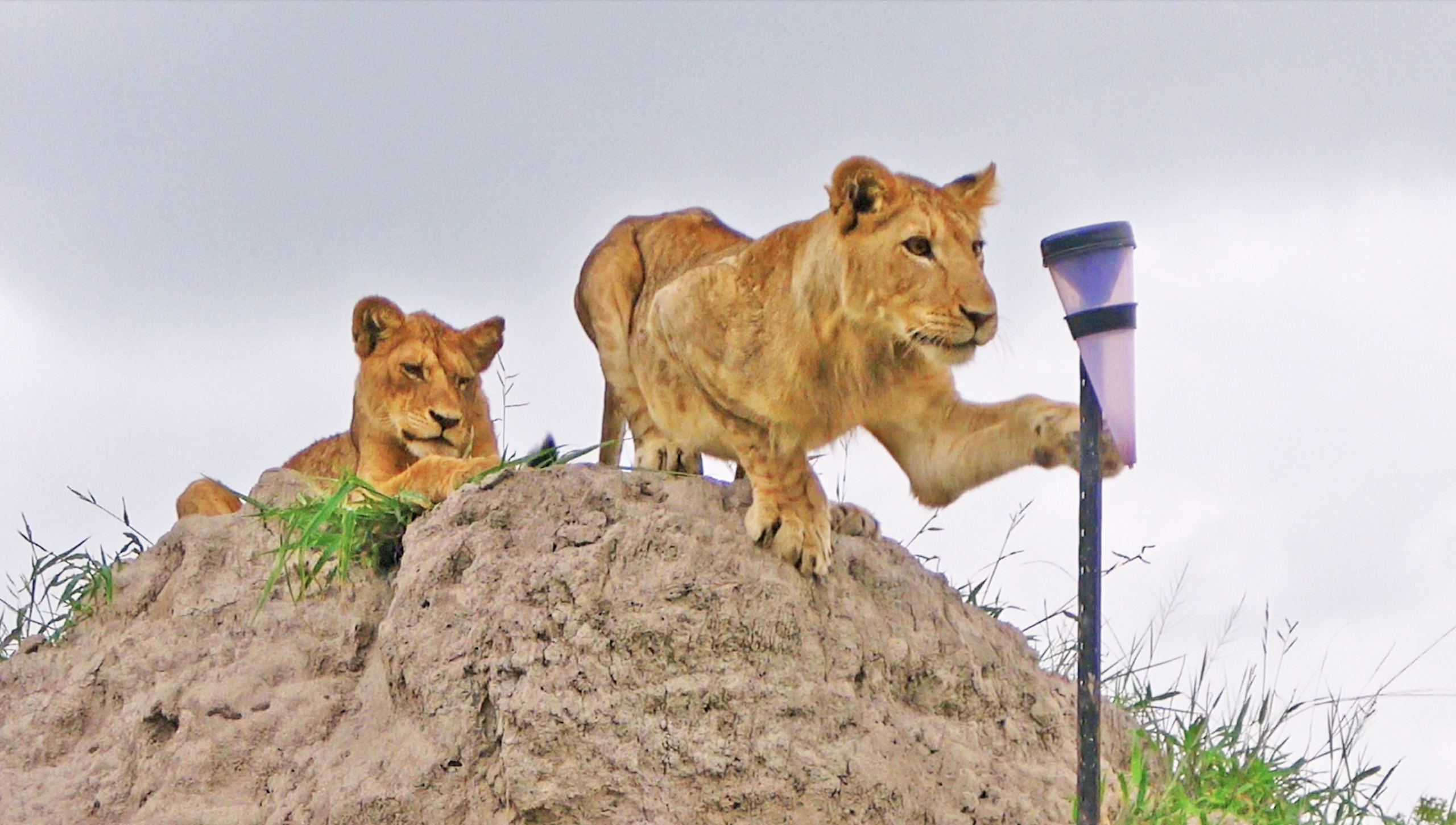 Lion Cubs Check Post Flood Water Levels