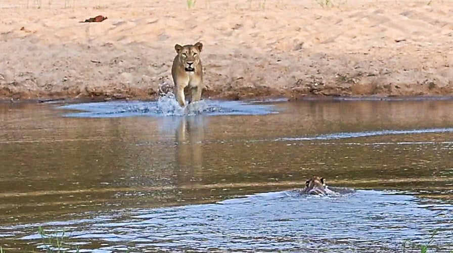 Lion Goes to Rescue Cubs Swimming Across River