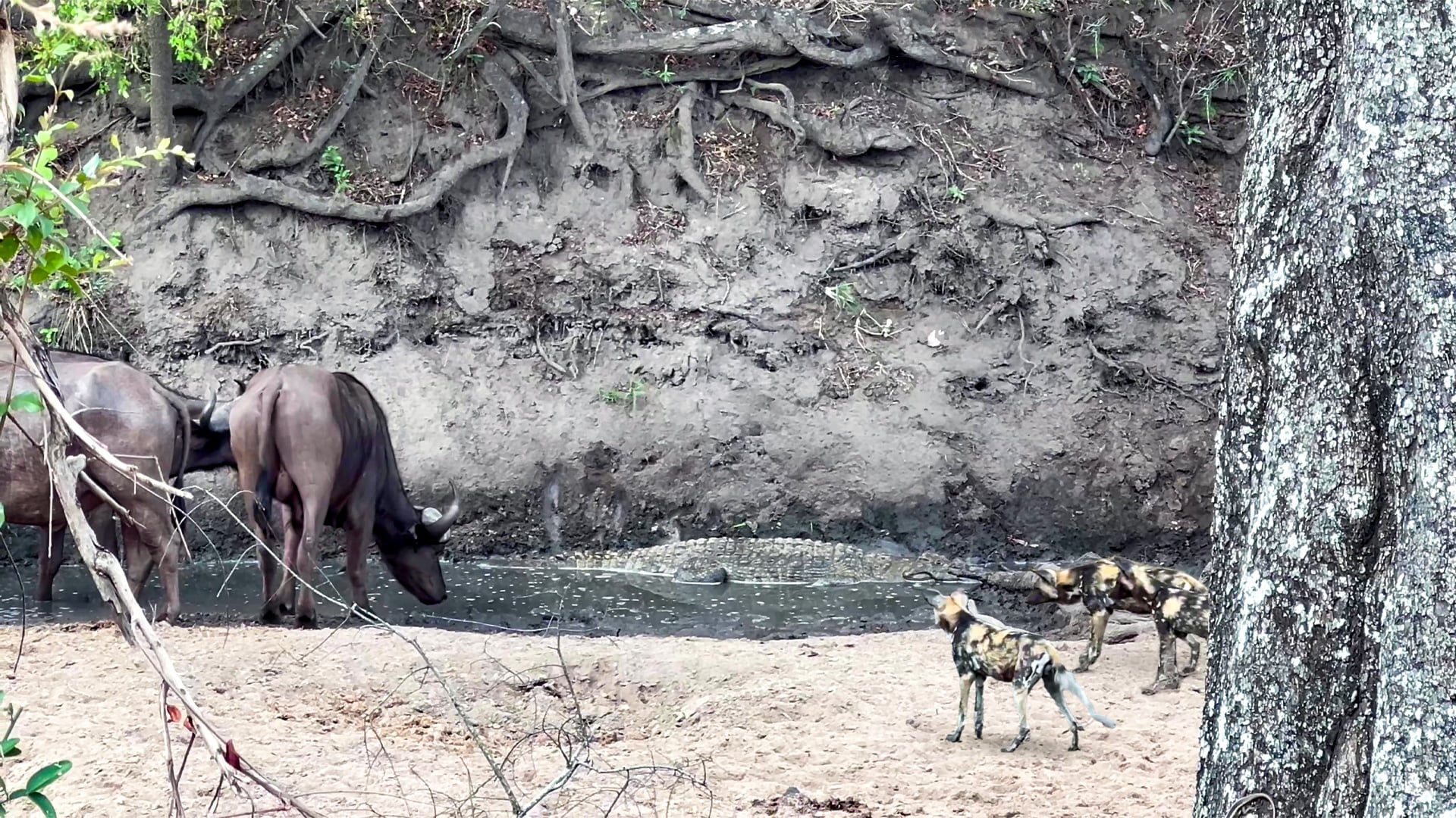 Wild Dogs and Buffalo Investigate Crocodile