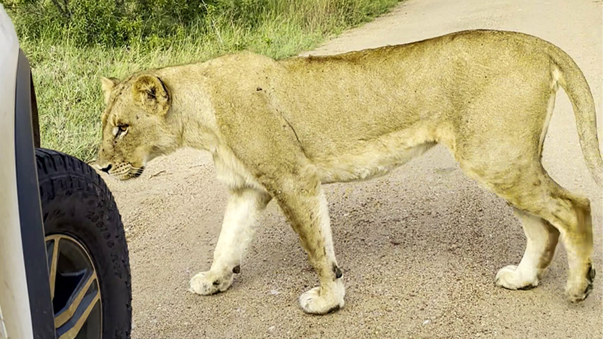 Curious Lion Bursts Tyre