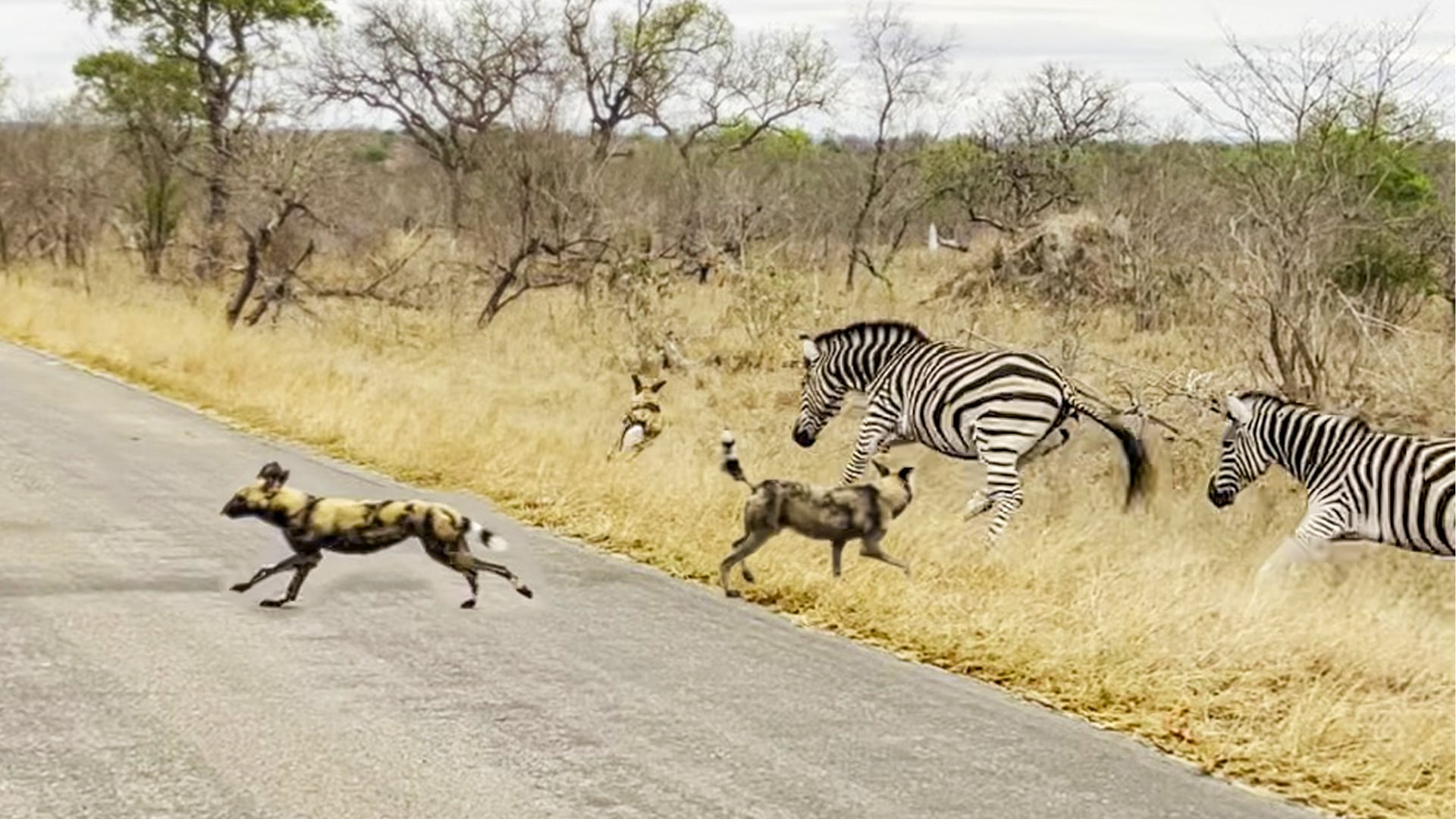 Wild Dogs Face Down Zebras on the Road