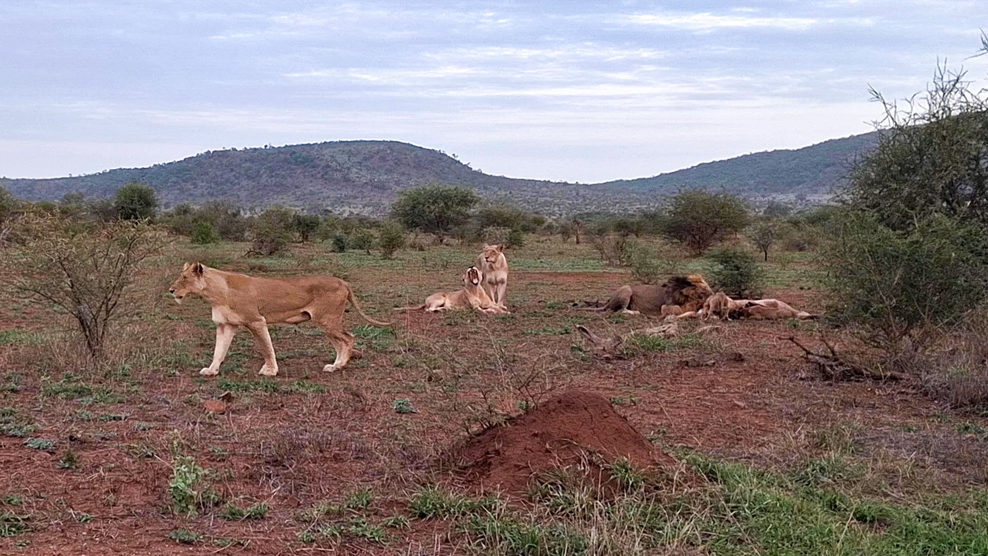 Male Lion Comes to Show Intruders Who’s Boss After They Bully His Family